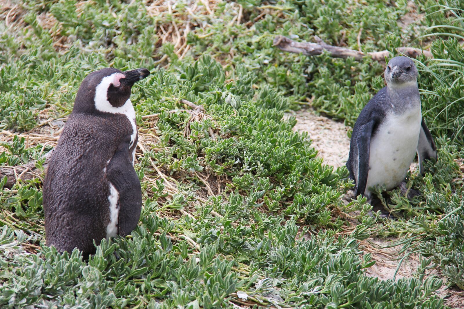 Canon EF-S 18-200mm F3.5-5.6 IS sample photo. Penguin, cute, cuddly photography