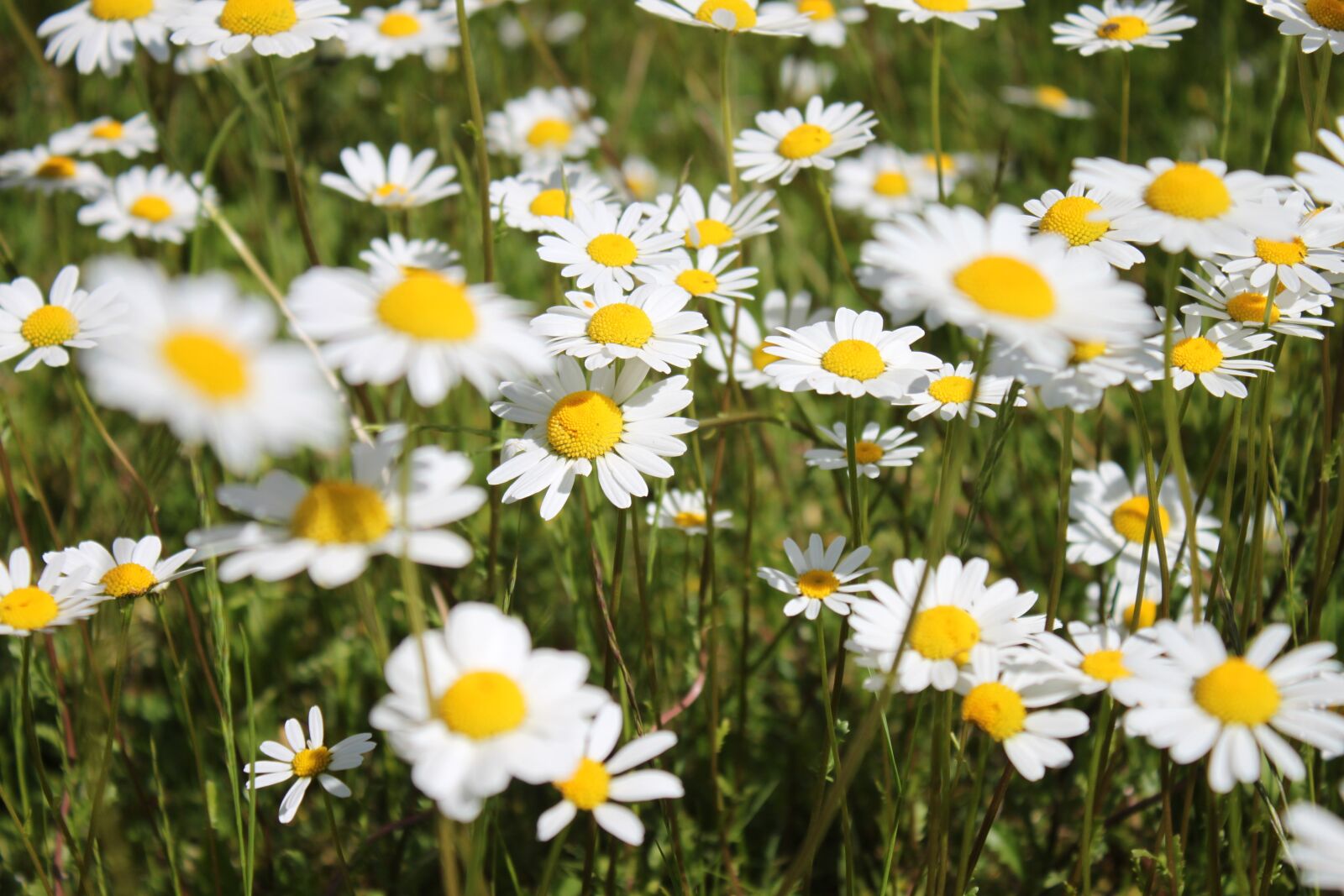 Canon EOS 500D (EOS Rebel T1i / EOS Kiss X3) sample photo. Flowers, margarite, meadow photography