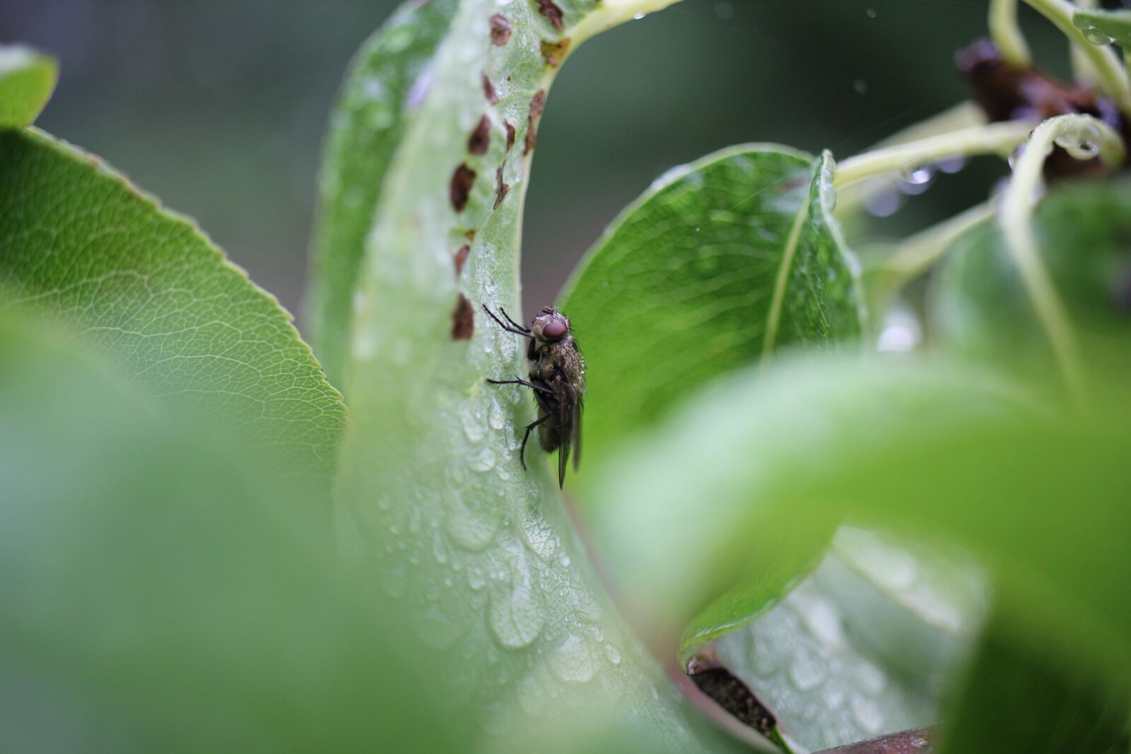 Canon EOS 550D (EOS Rebel T2i / EOS Kiss X4) sample photo. Fly, insect, leaves photography
