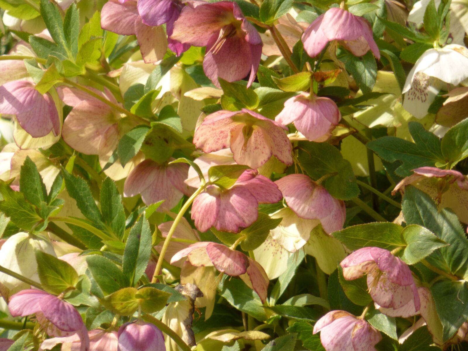 Panasonic DMC-FZ72 sample photo. Flowers, helleborus, bloom photography
