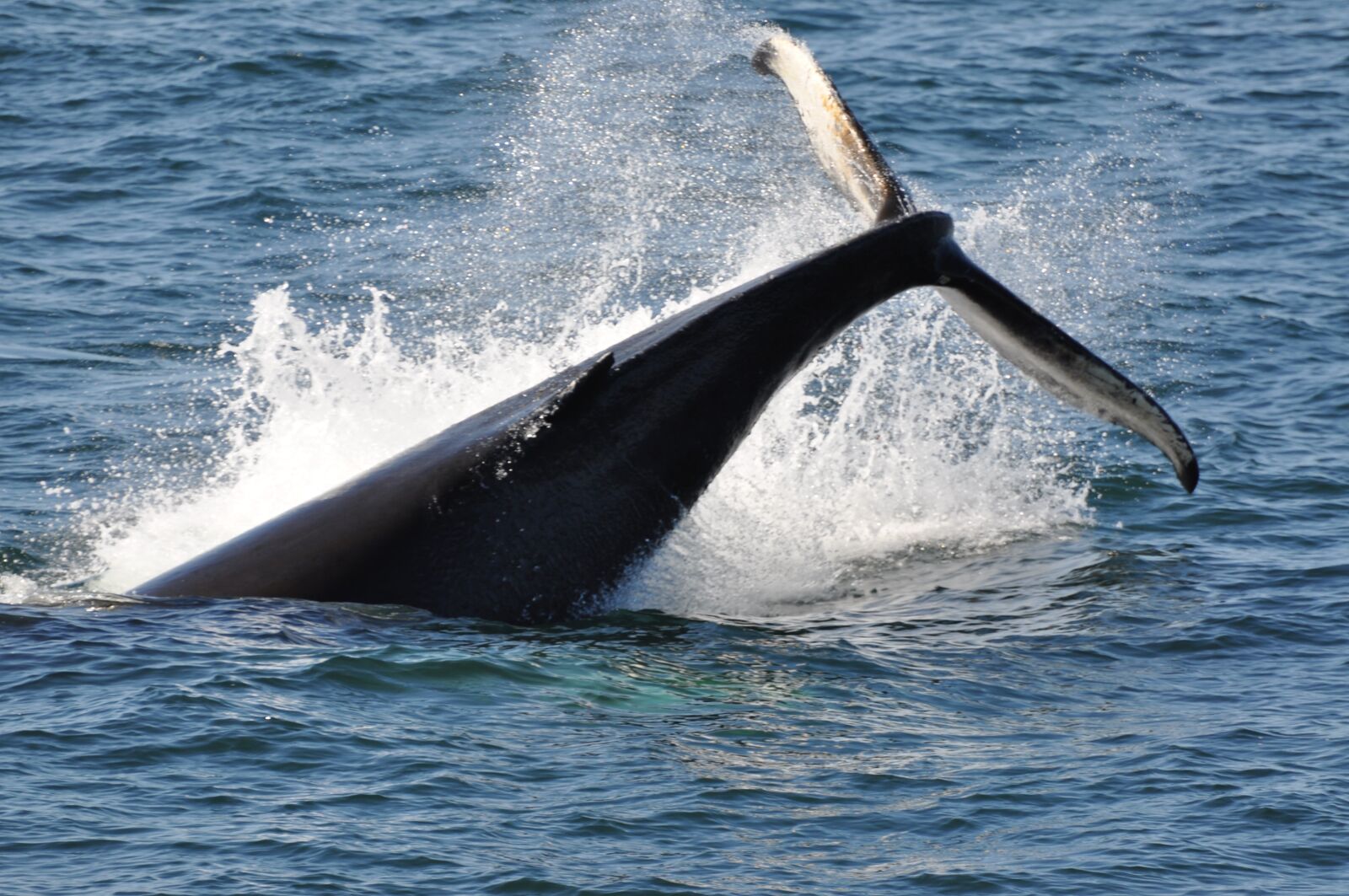 Nikon D90 sample photo. Whale, iceland, sea photography