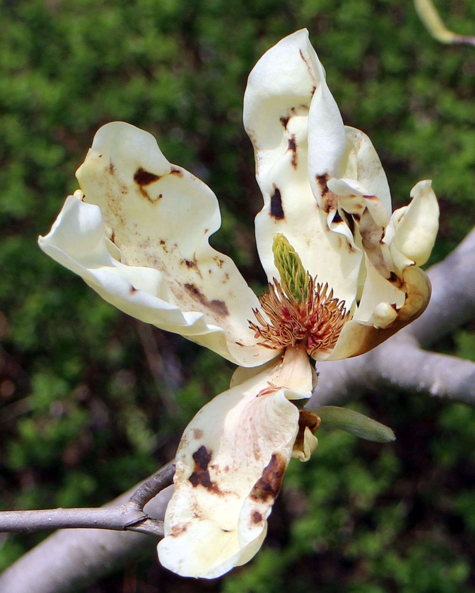 Canon EOS M sample photo. Blossom, bloom, tree photography