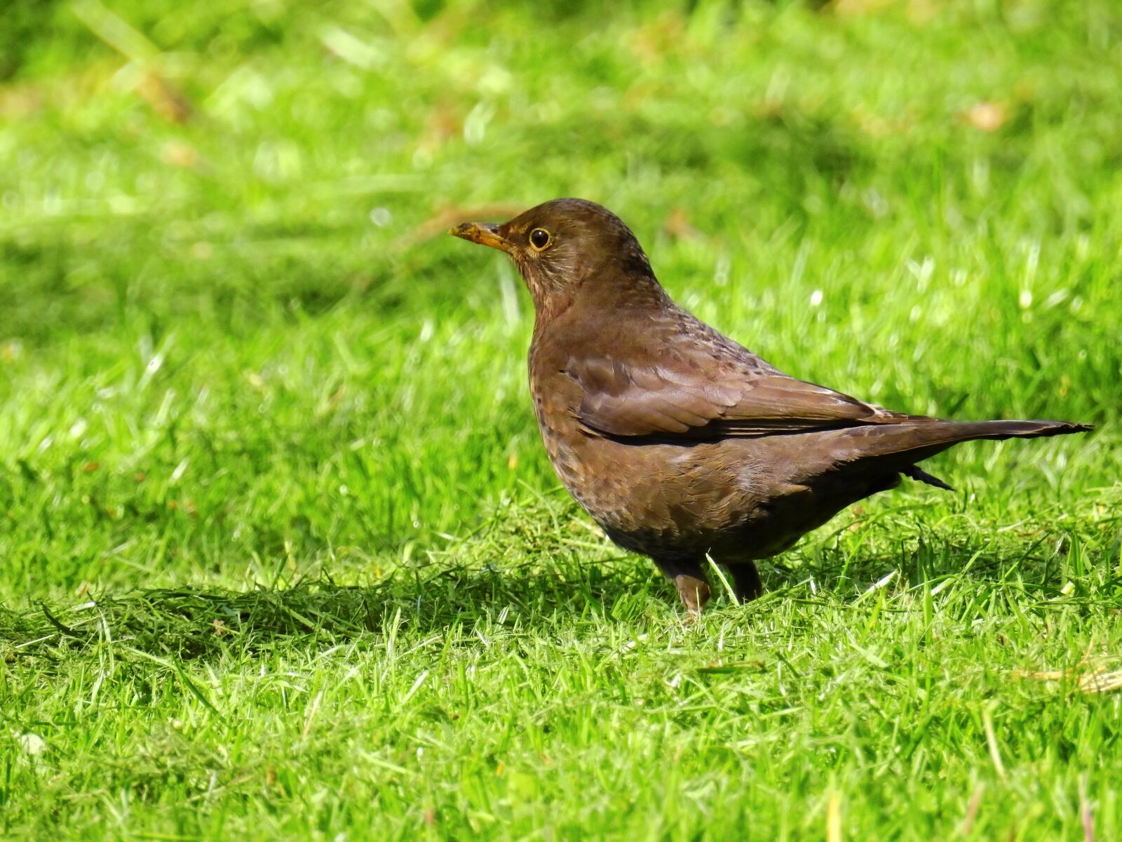 Nikon Coolpix P900 sample photo. Bird, blackbird, black photography