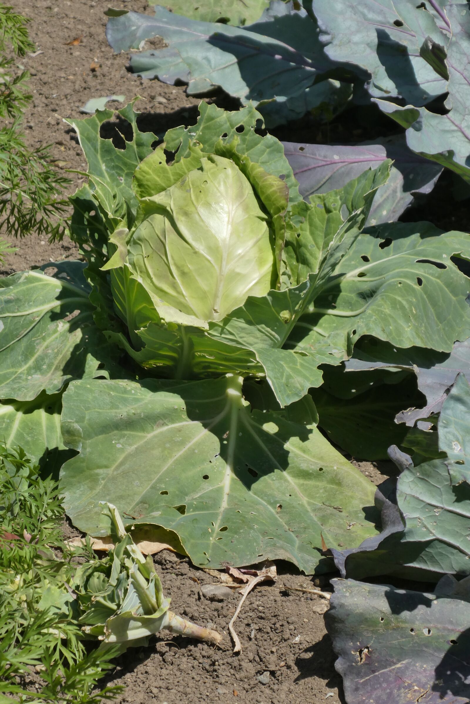 Panasonic Lumix DC-ZS70 (Lumix DC-TZ90) sample photo. Cabbage, vegetable, fresh photography