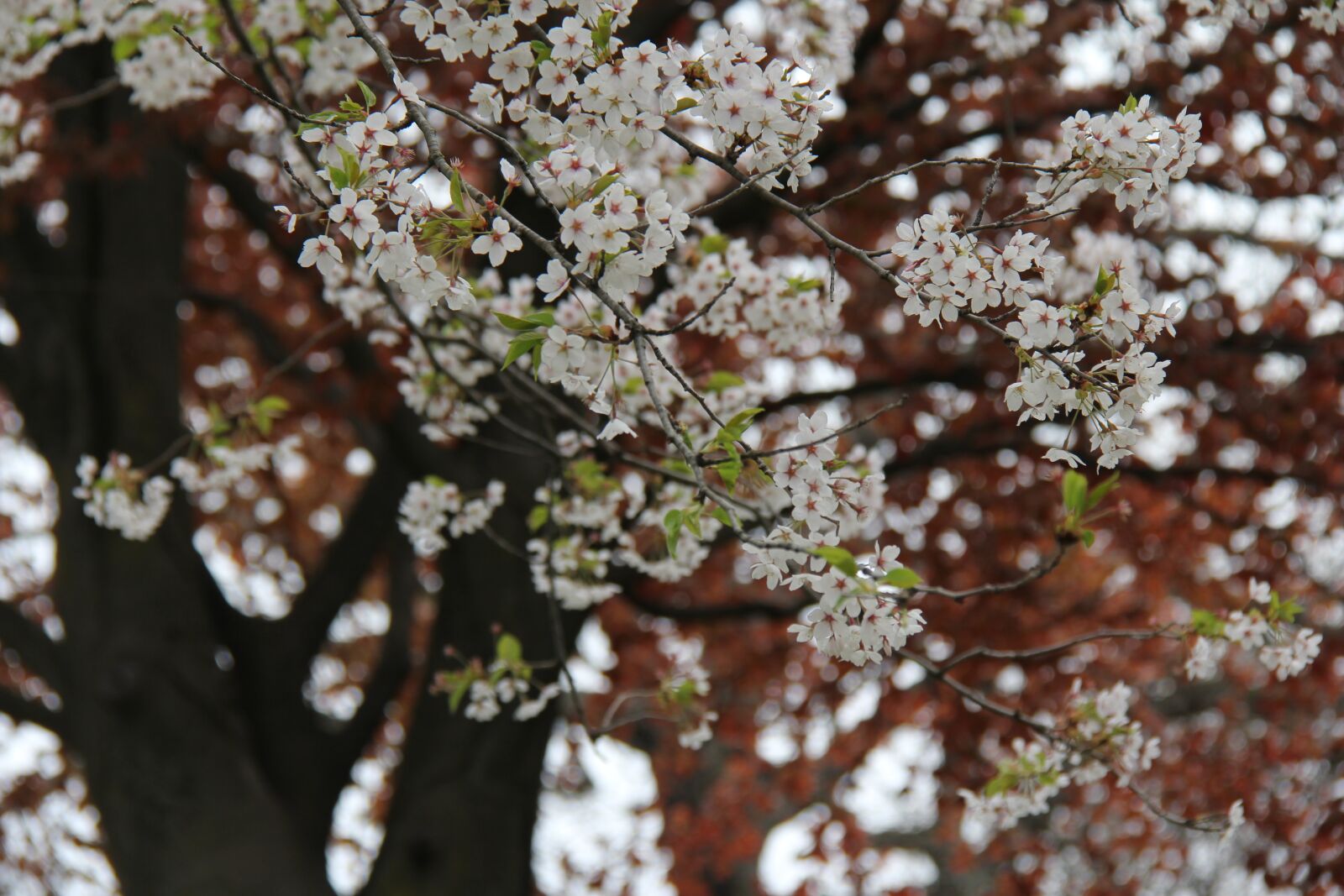 Canon EF-S 18-200mm F3.5-5.6 IS sample photo. Flower, cherry, tree photography
