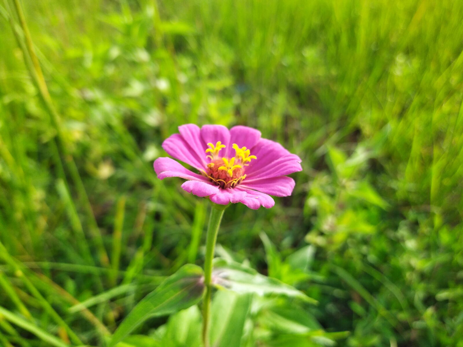 HMD Global Nokia 7.2 sample photo. Mood, flower, nature photography