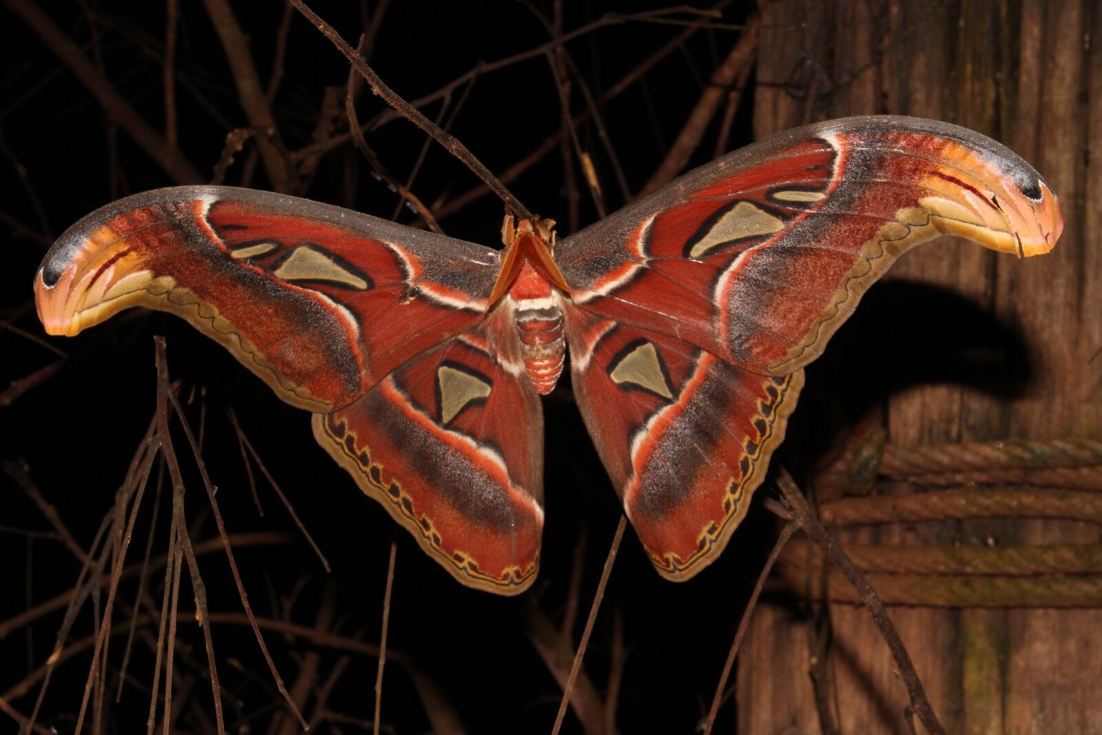 Canon EOS 550D (EOS Rebel T2i / EOS Kiss X4) sample photo. Moth, giant moth, atlas photography