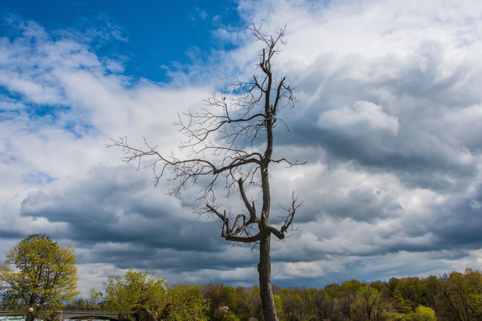 Nikon D800 sample photo. Niagara falls, nature, tree photography