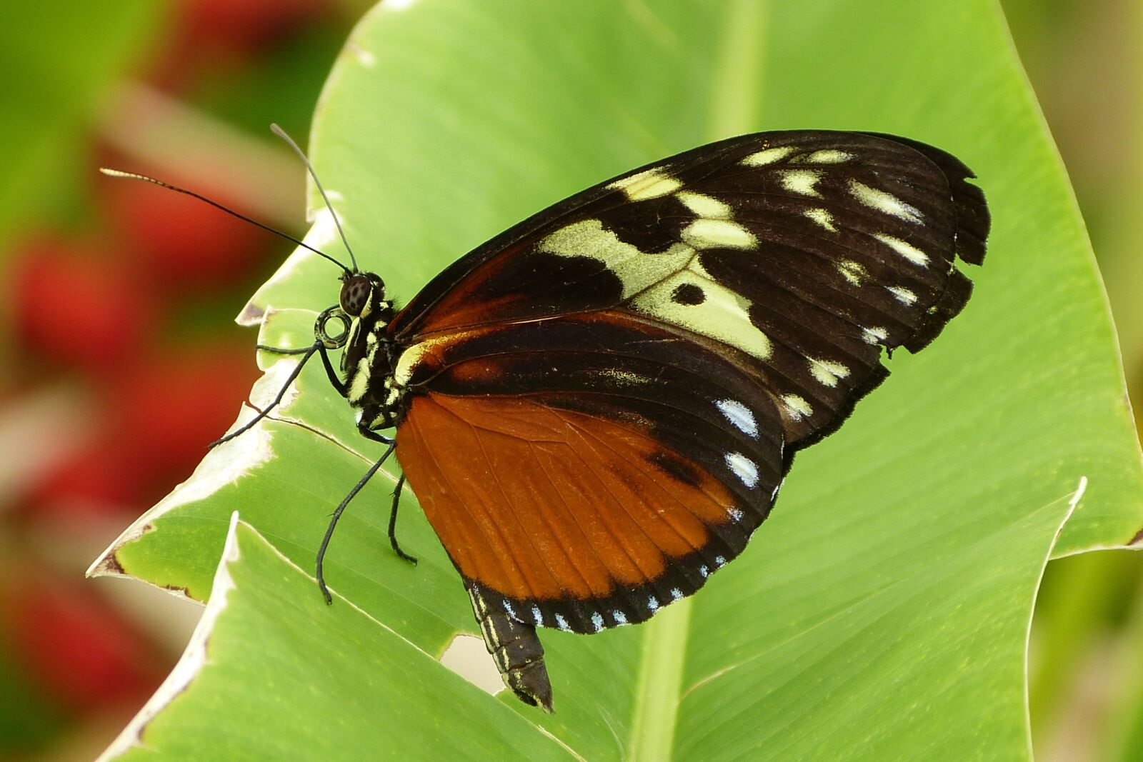 Panasonic Lumix DMC-FZ150 sample photo. Butterfly, nature, bug photography