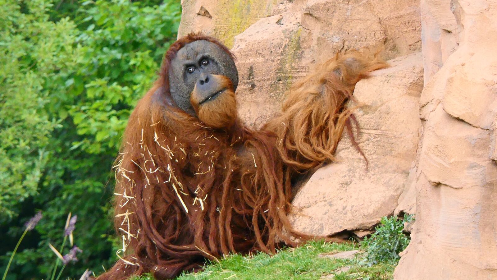 Panasonic Lumix DMC-FZ2500 (Lumix DMC-FZ2000) sample photo. Monkey, mammal, orang-outang photography