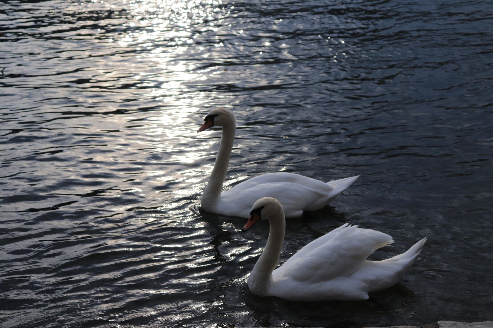 Canon EOS 200D (EOS Rebel SL2 / EOS Kiss X9) sample photo. Swan, river, water photography