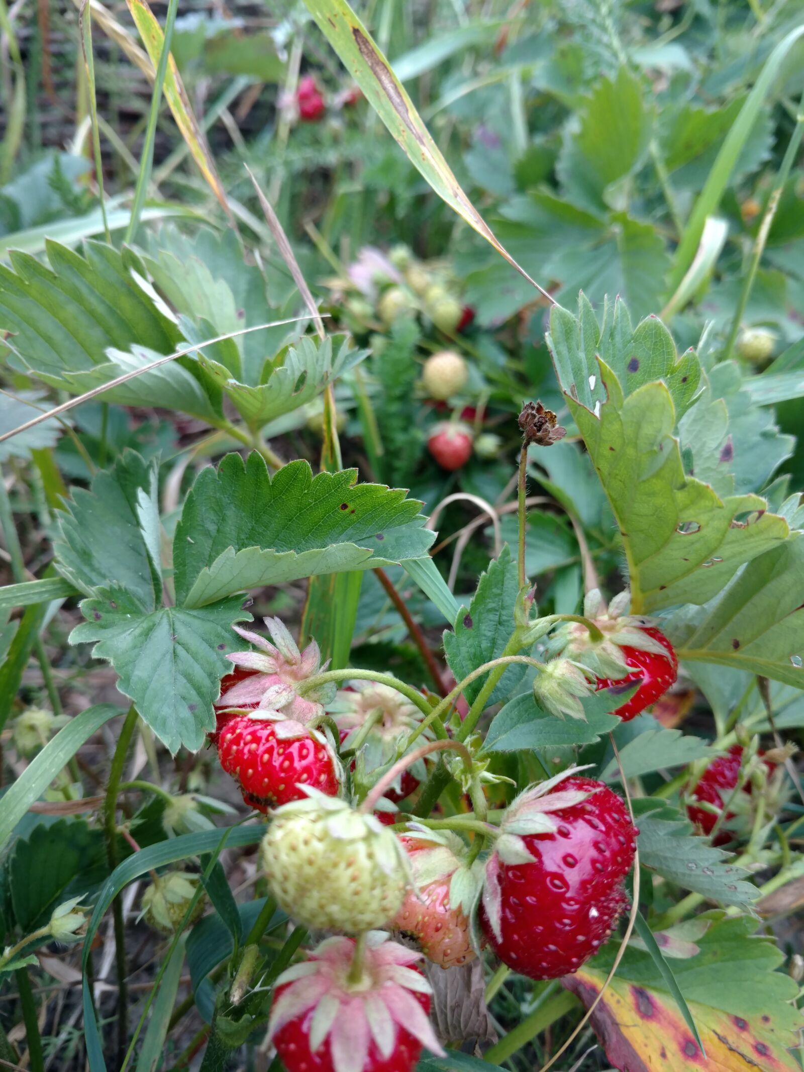 Motorola Moto X Style sample photo. Strawberries, field, fruit photography