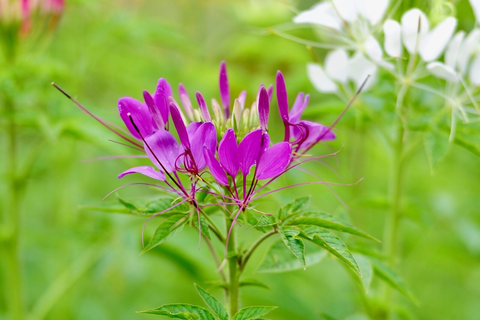 Nikon D700 sample photo. Purple in the mid photography