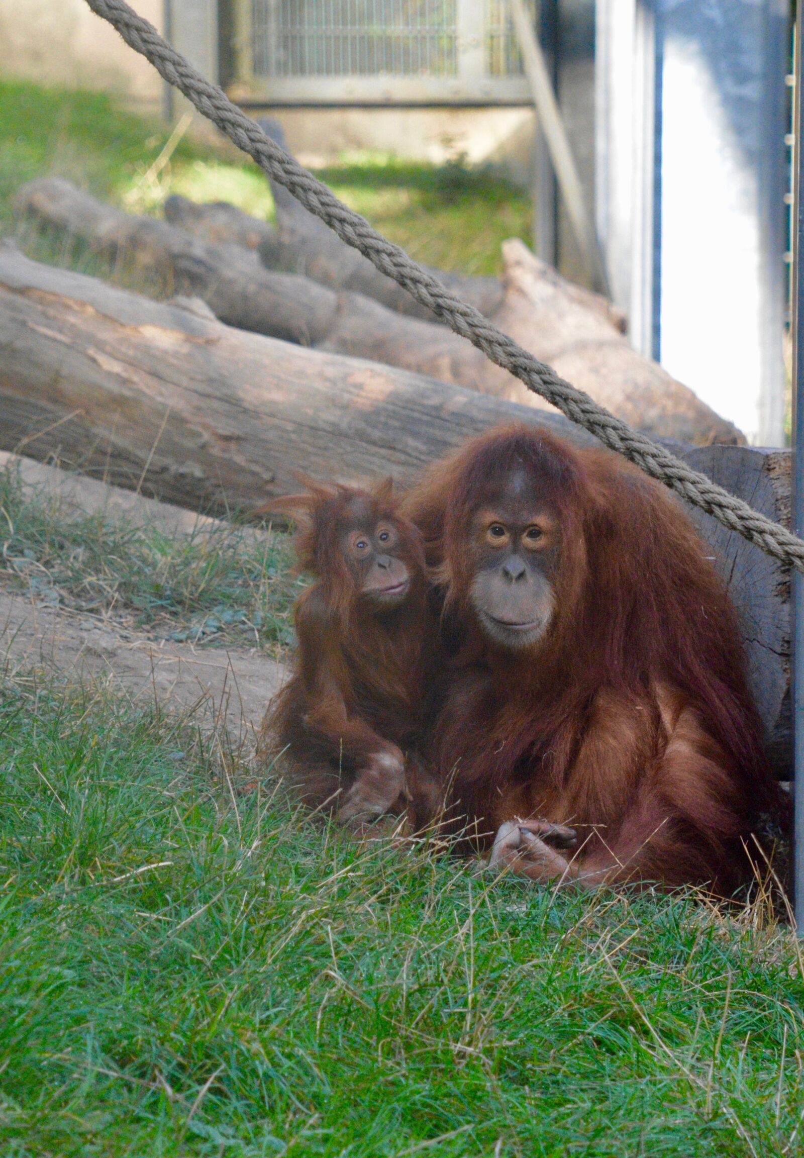 Nikon D7100 sample photo. Orang utan, zoo, baby photography