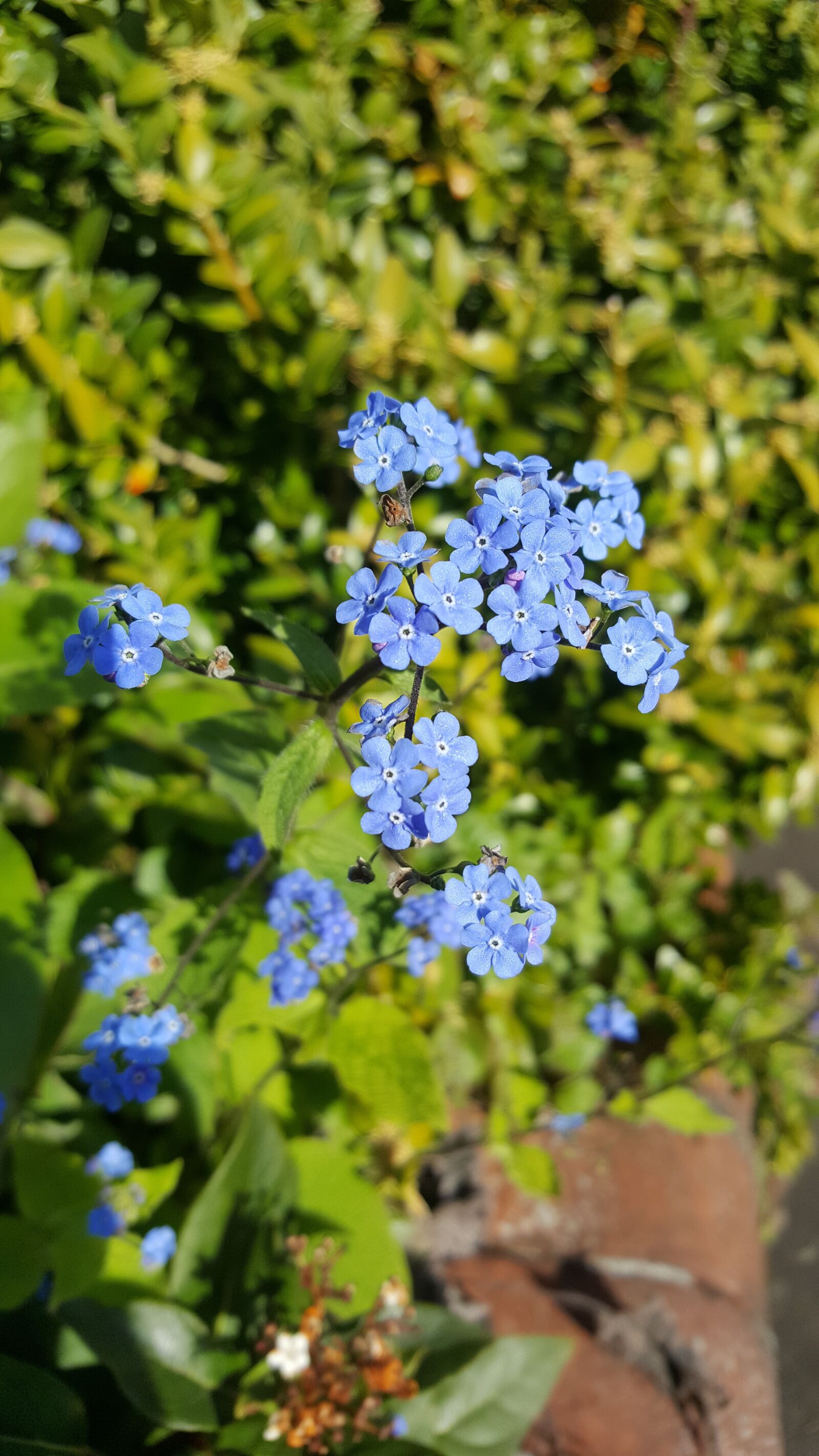 Samsung Galaxy S6 sample photo. Flower, blue, spring photography