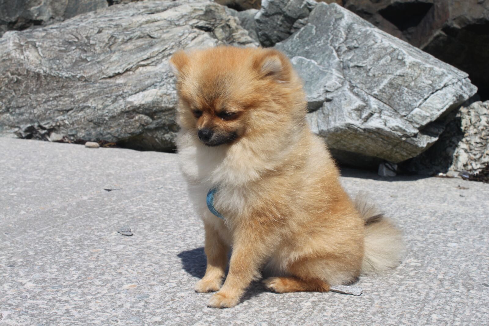 Canon EOS 500D (EOS Rebel T1i / EOS Kiss X3) sample photo. Spitz miniature, pomeranian, dog photography