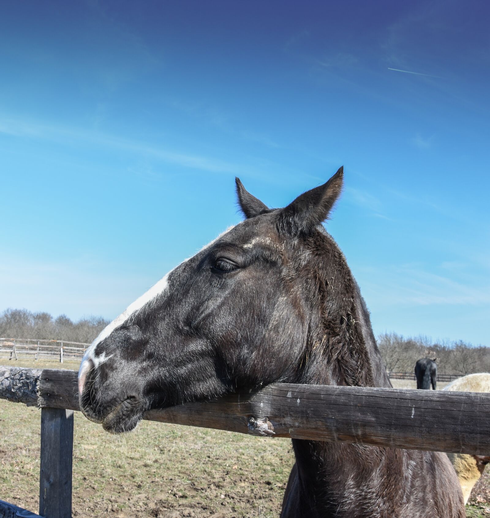 Nikon D7200 sample photo. Wild horse, horses in photography