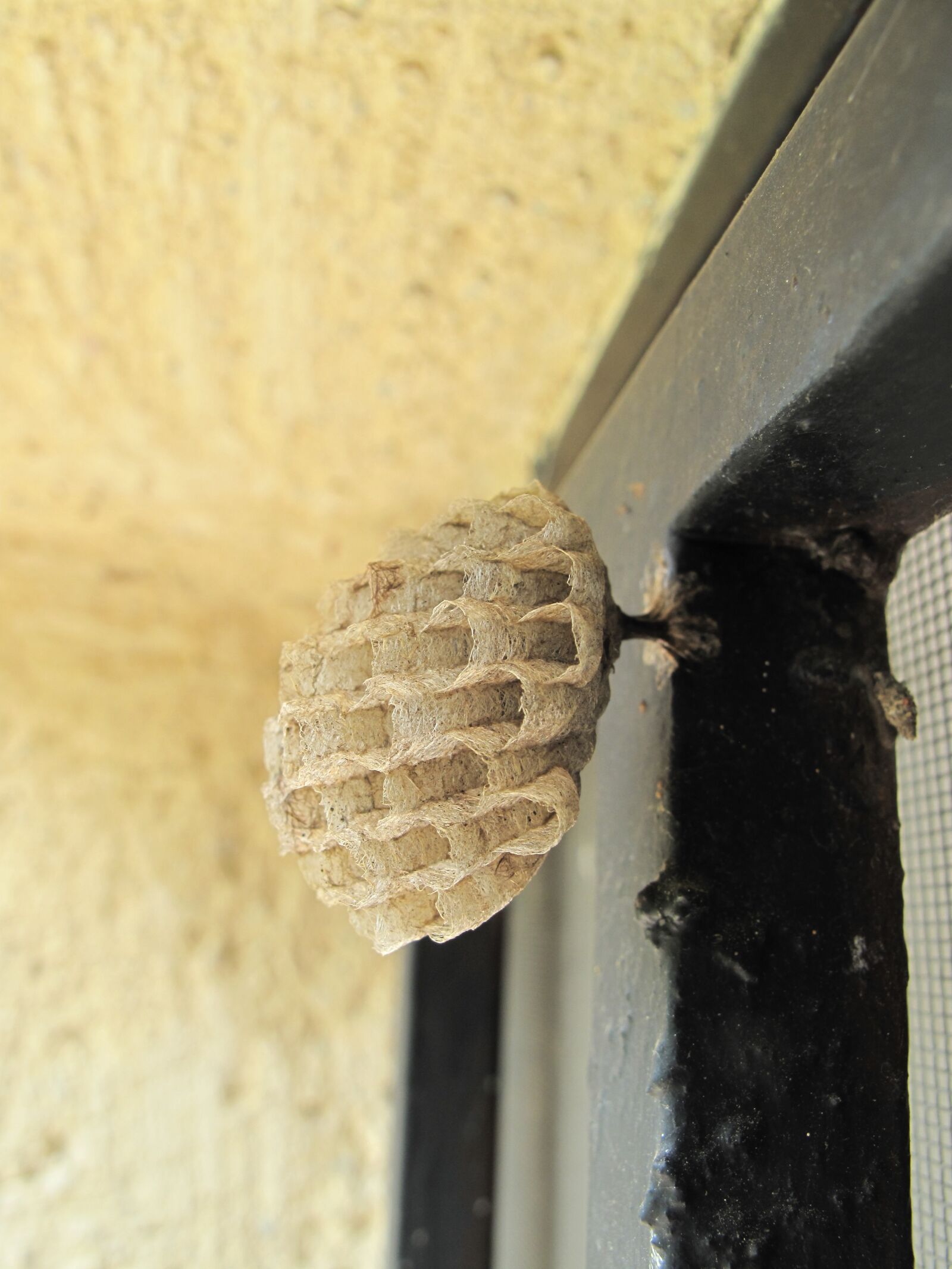 Canon PowerShot G10 sample photo. Wasp, honeycomb, small photography