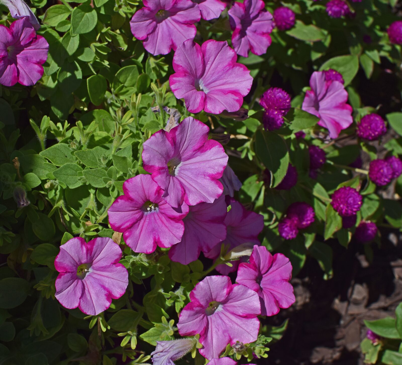 Nikon D3300 sample photo. Pink-on-pink petunia, petunia, flower photography