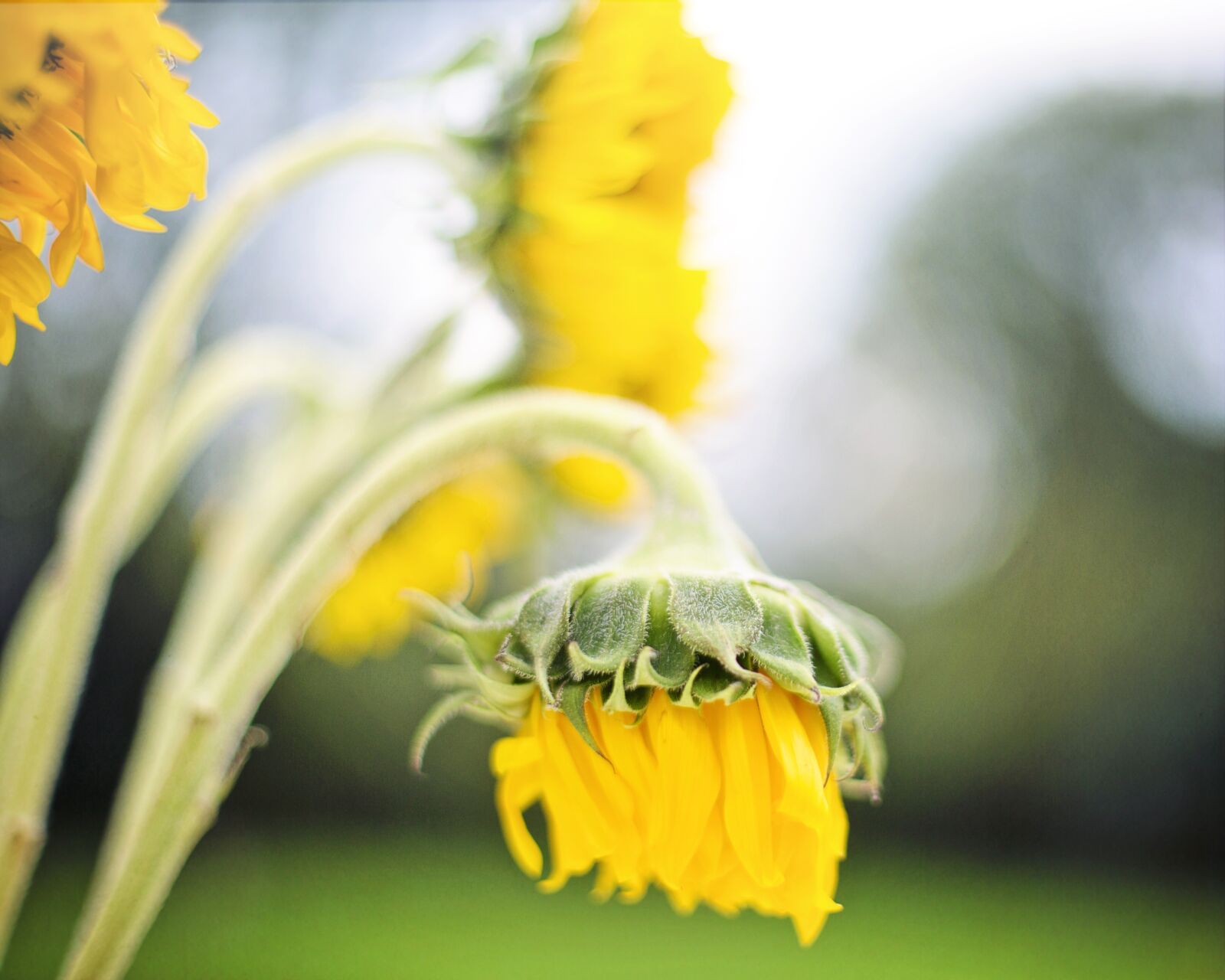 Canon EF 50mm F1.4 USM sample photo. Sunflowers, yellow, summer photography