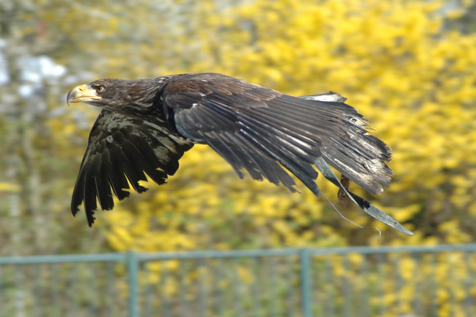 Nikon D70s sample photo. Eagle 1, raptor, flying photography