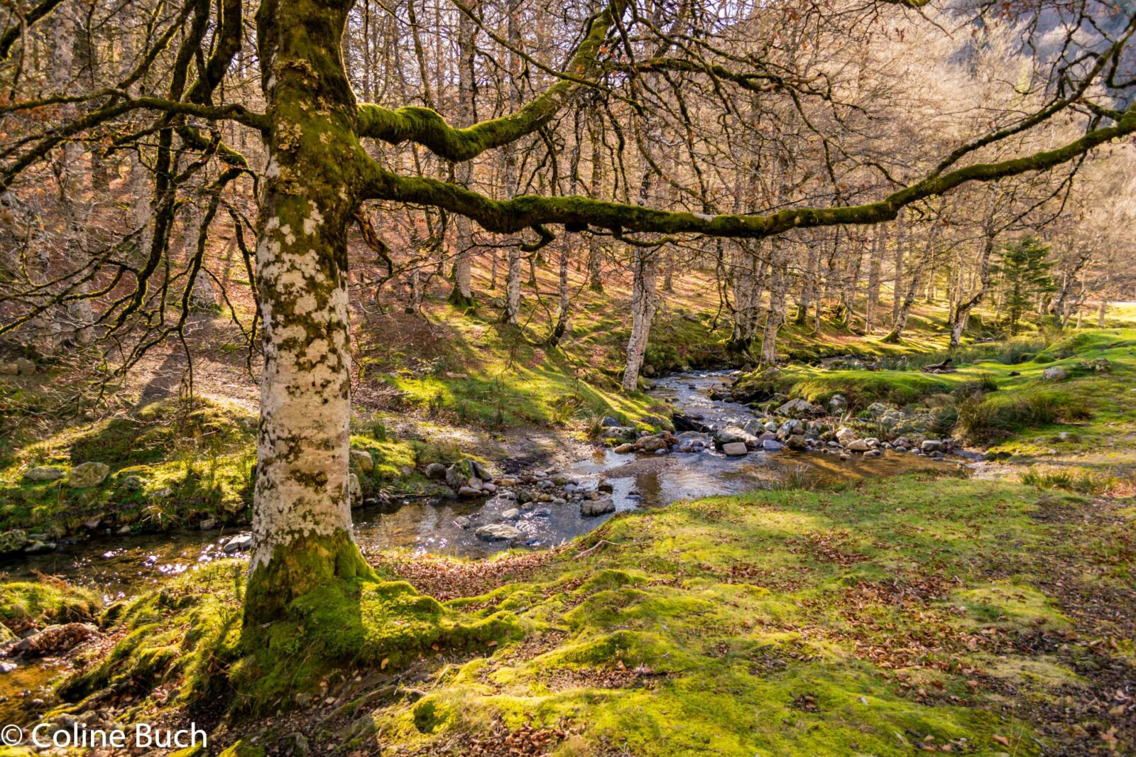 Nikon D3300 sample photo. France, foret, paysage, tourisme photography