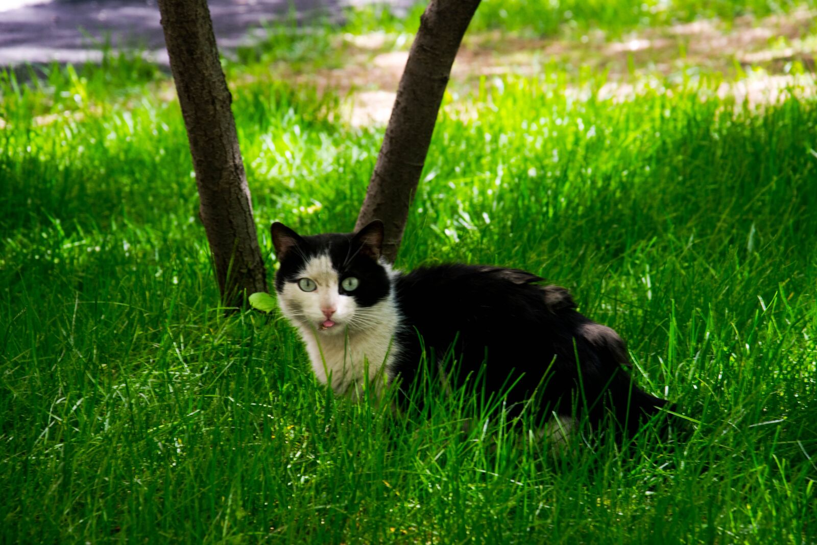Nikon D3300 sample photo. Cat, grass, animal photography