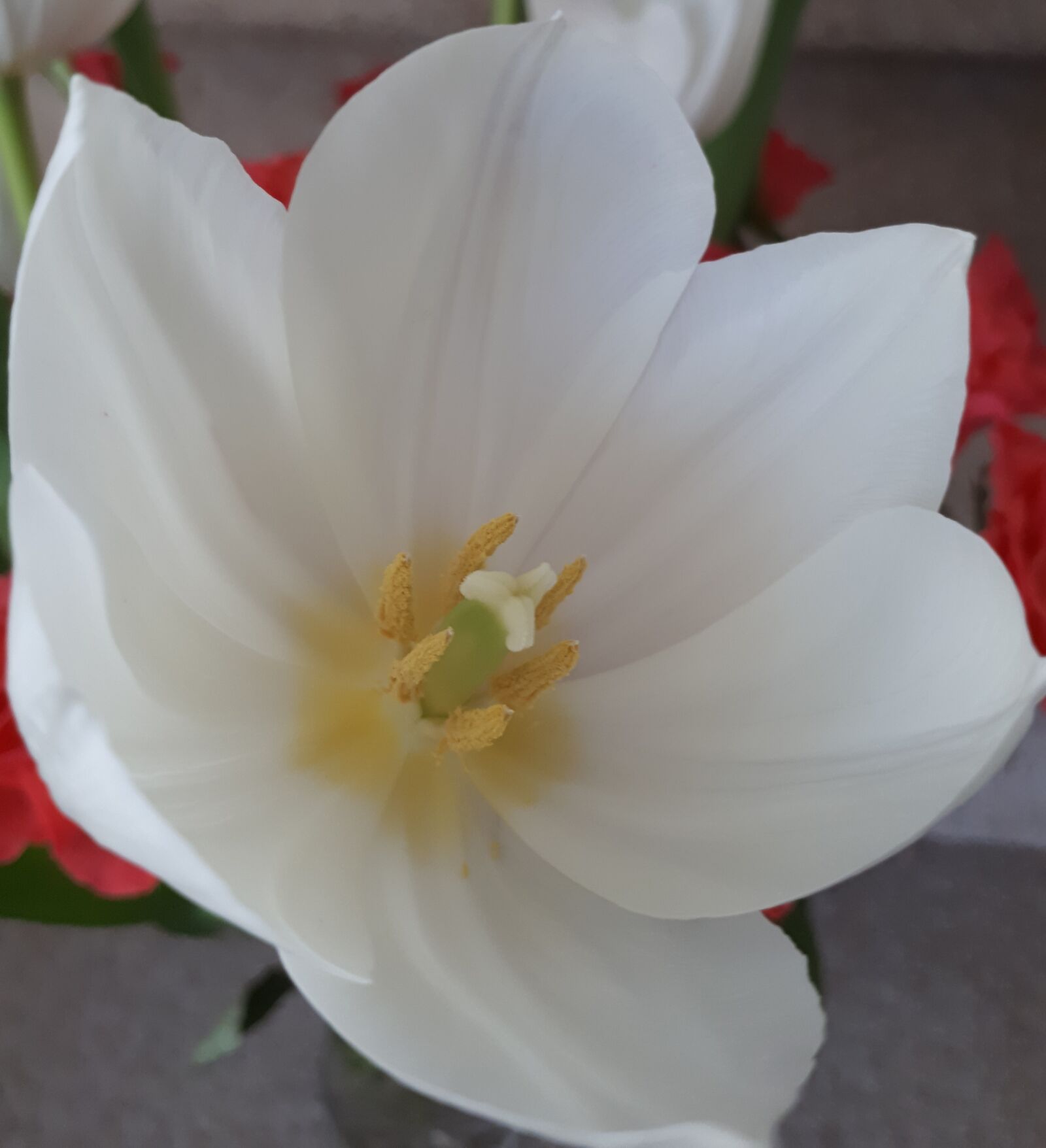 Samsung Galaxy A5(2017) sample photo. White, blossom, bloom photography