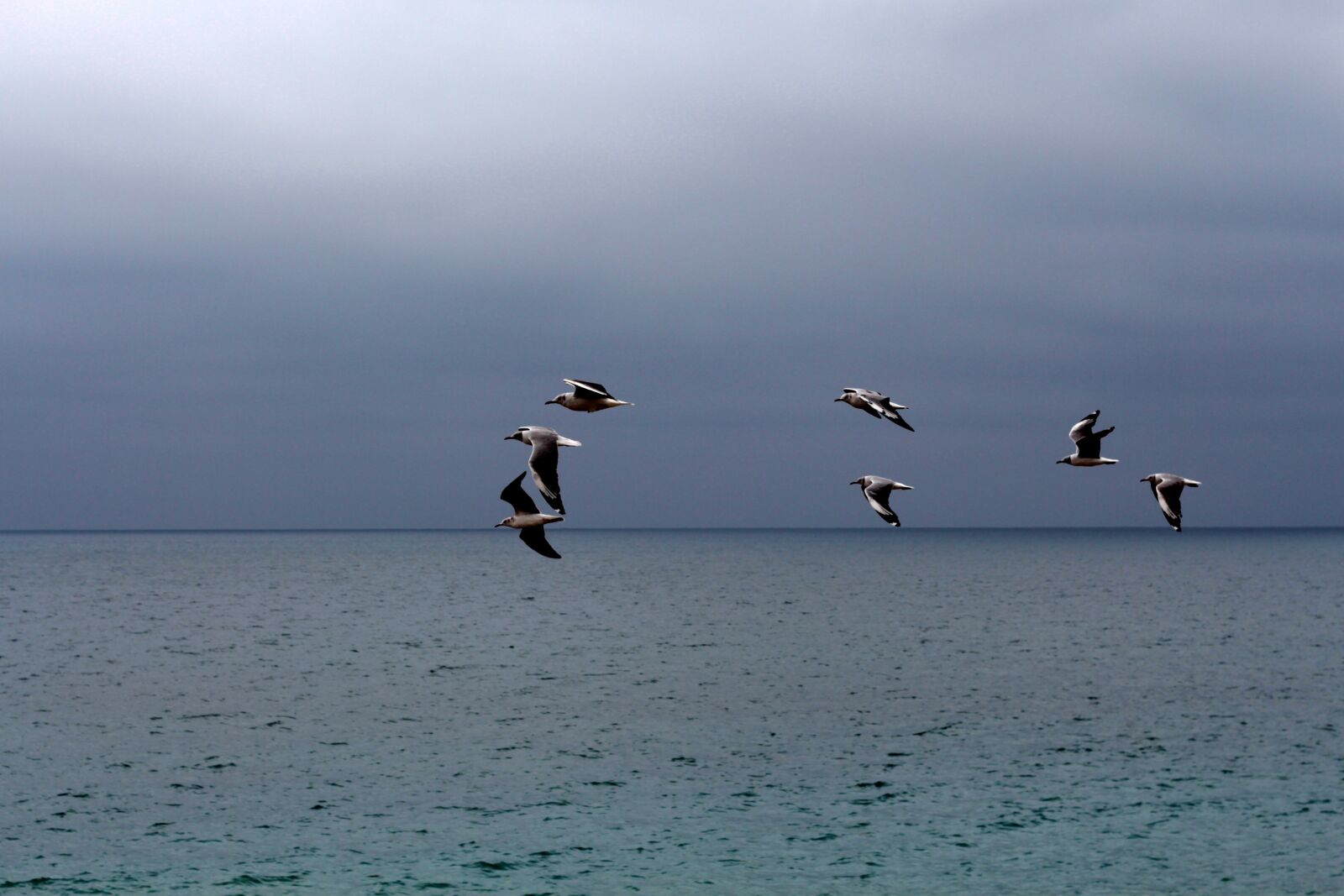 Canon EOS 700D (EOS Rebel T5i / EOS Kiss X7i) + Canon EF 50mm F1.8 II sample photo. Marina, seagulls, flight photography