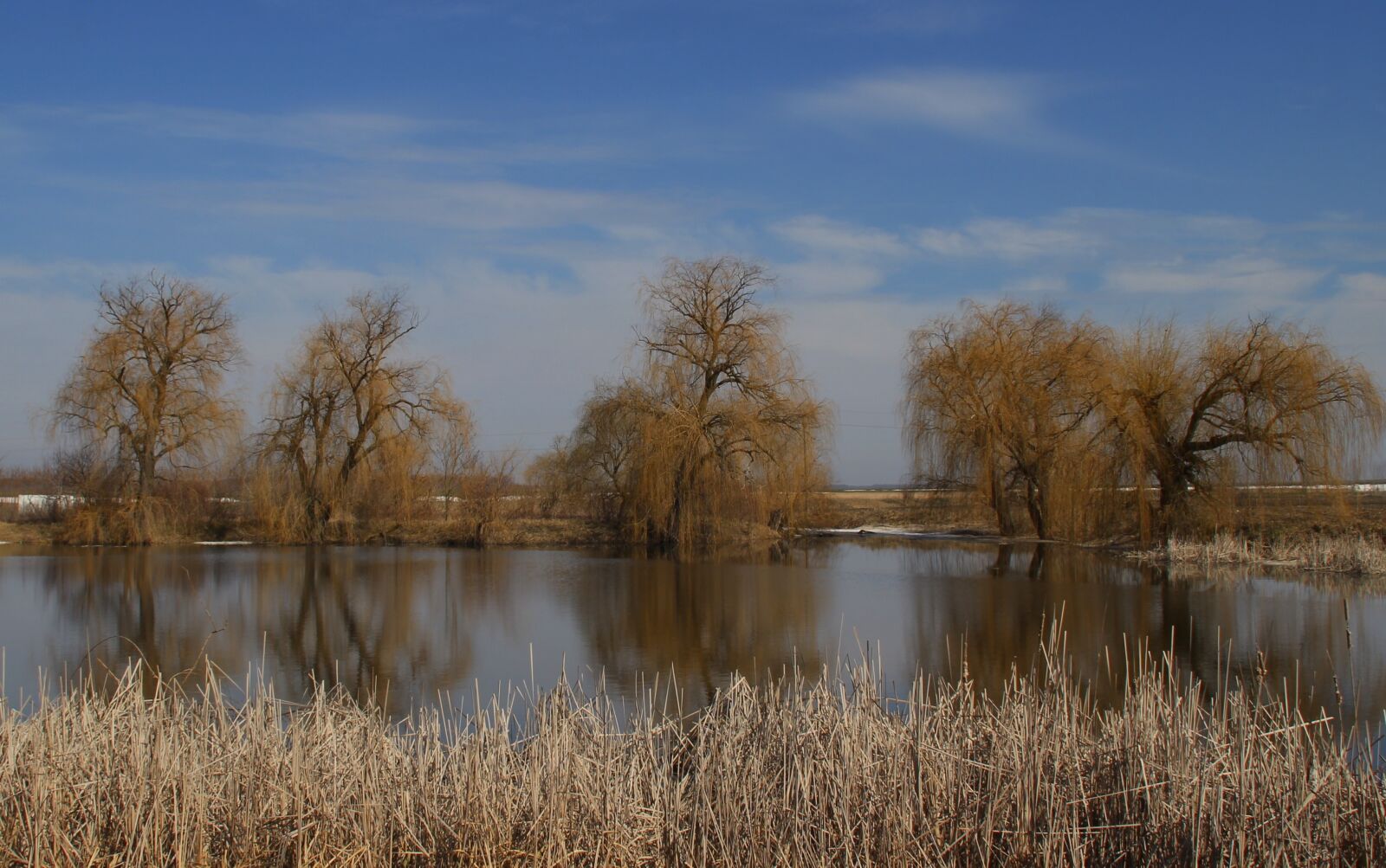 Canon EOS 700D (EOS Rebel T5i / EOS Kiss X7i) sample photo. Willow, reflection, water photography