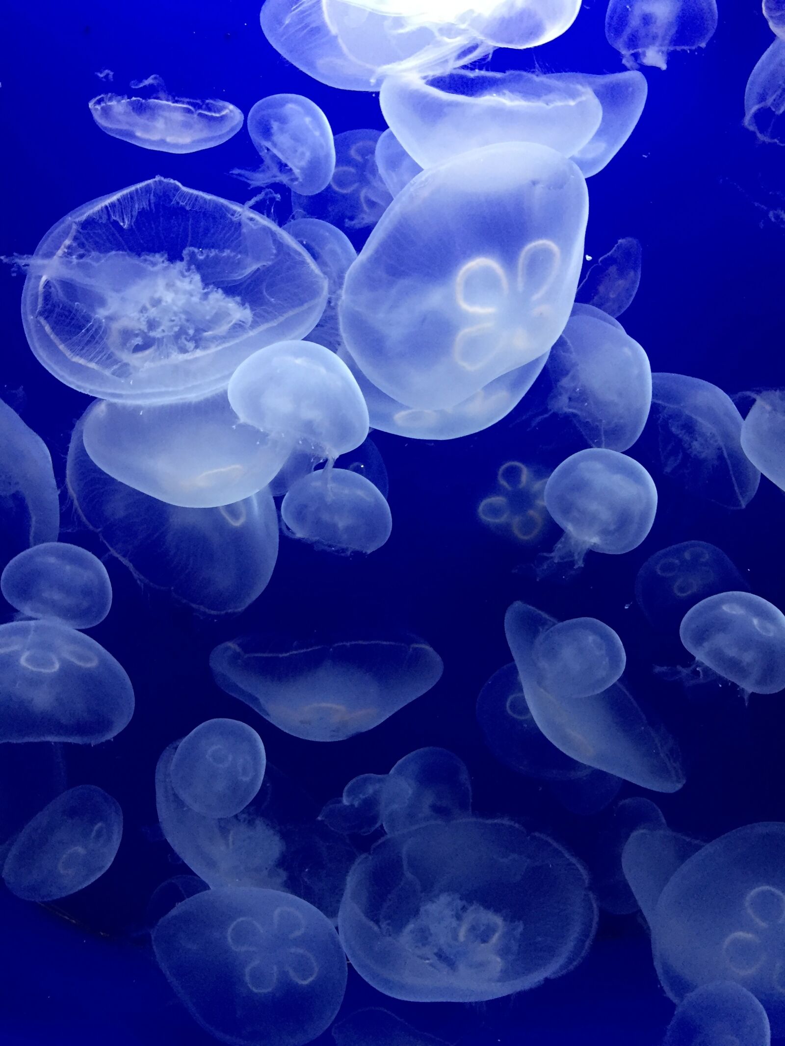 Apple iPhone 6 sample photo. Jellyfish, sea, water animals photography