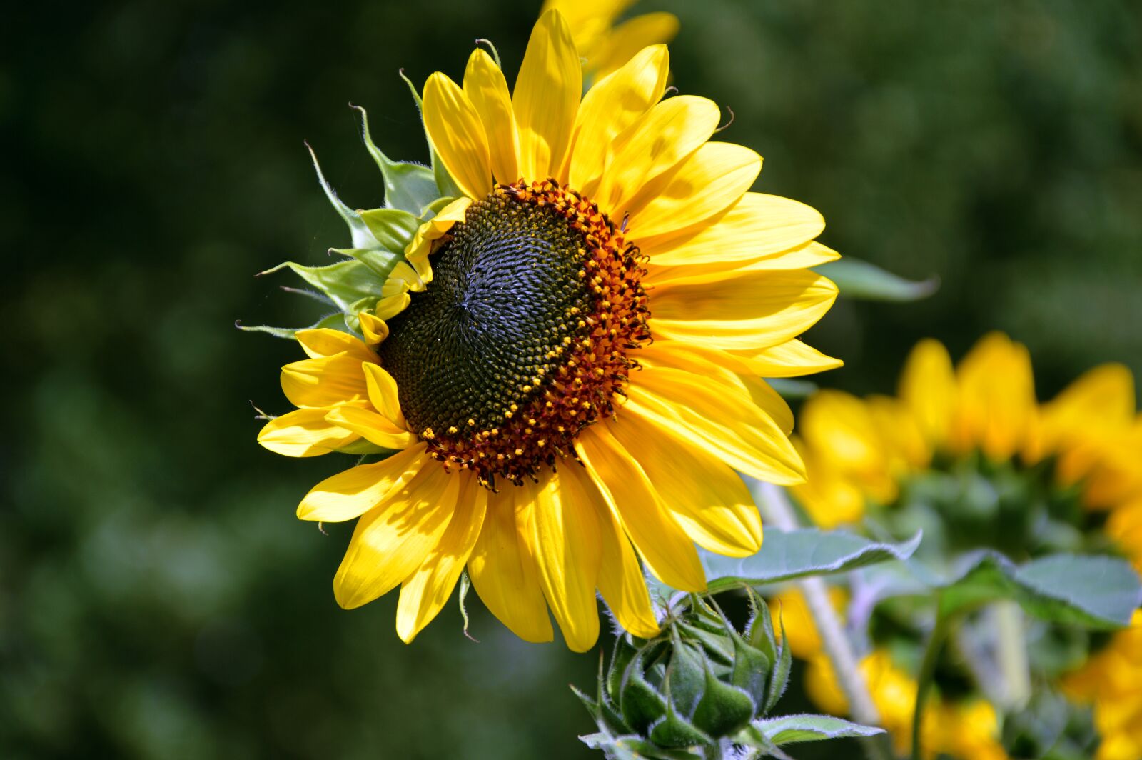 Nikon D3200 sample photo. Sunflower, flower, helianthus photography