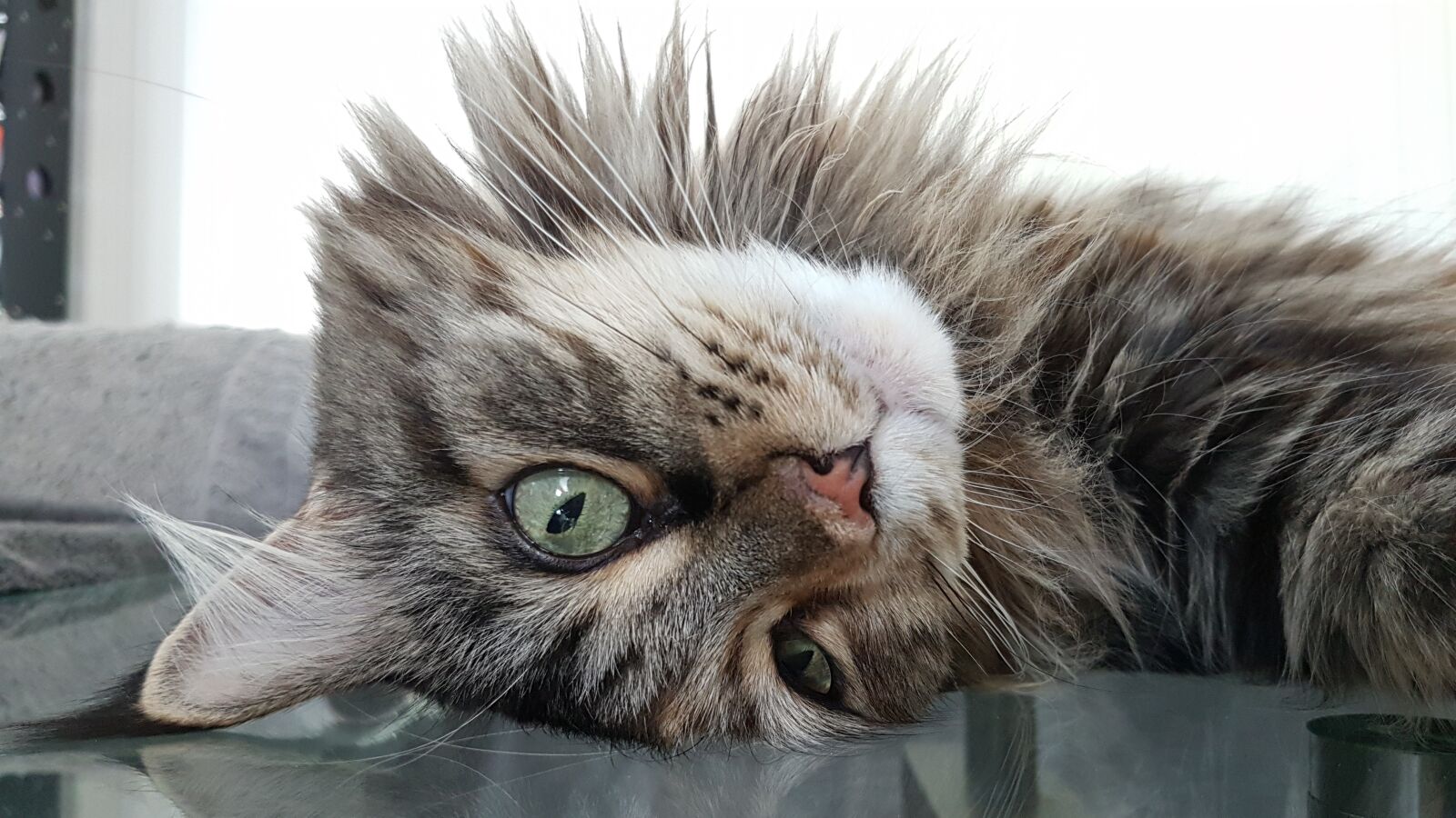 Samsung Galaxy S7 Edge sample photo. Cat, maine coon, pet photography