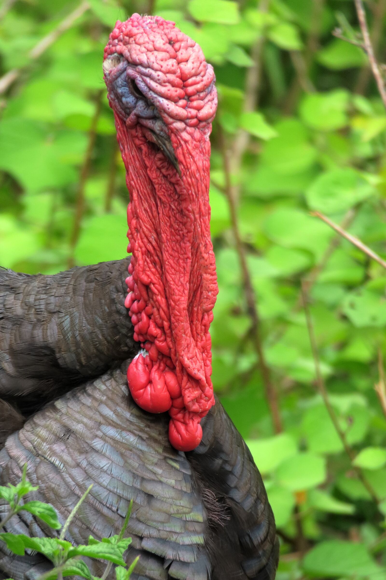 Canon PowerShot G3 X sample photo. Turkey, species, bird photography