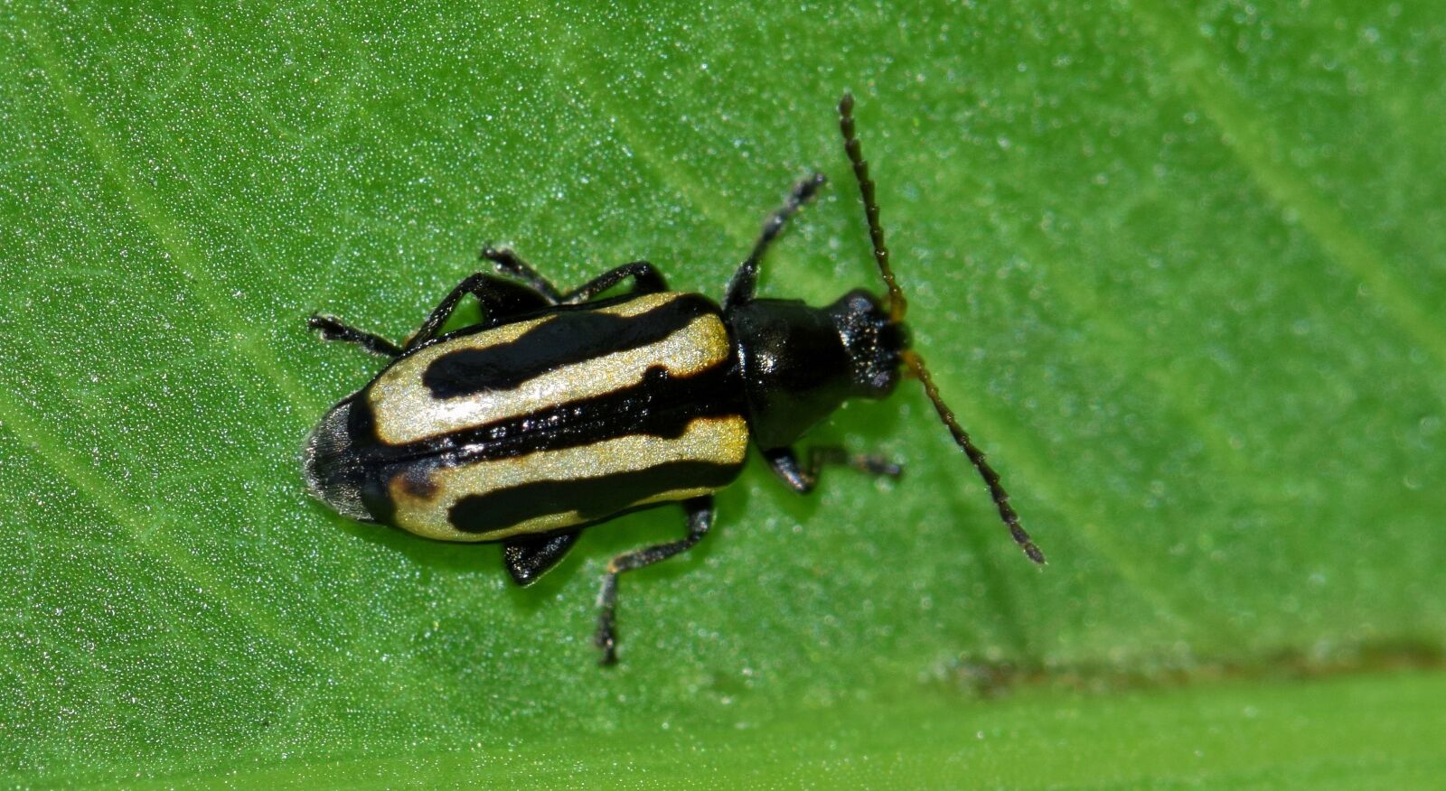 Nikon D5300 sample photo. Beetle, flea beetle, alligatorweed photography