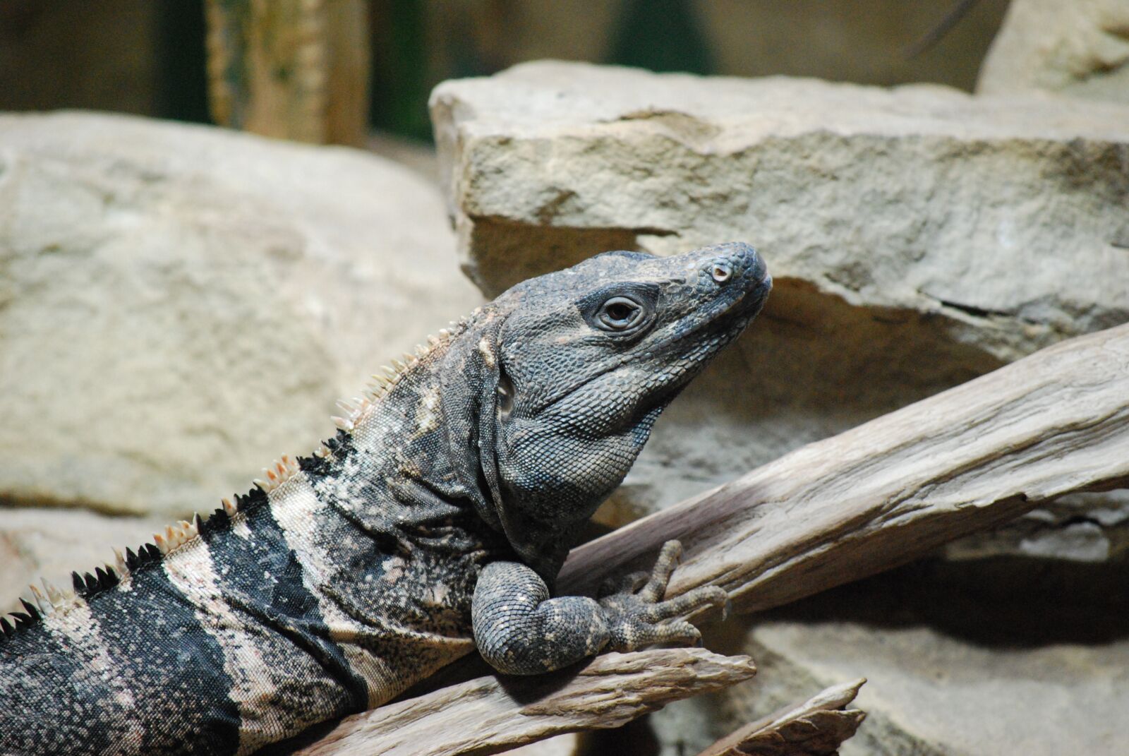 Nikon D40X sample photo. Gad, animals, the lizard photography