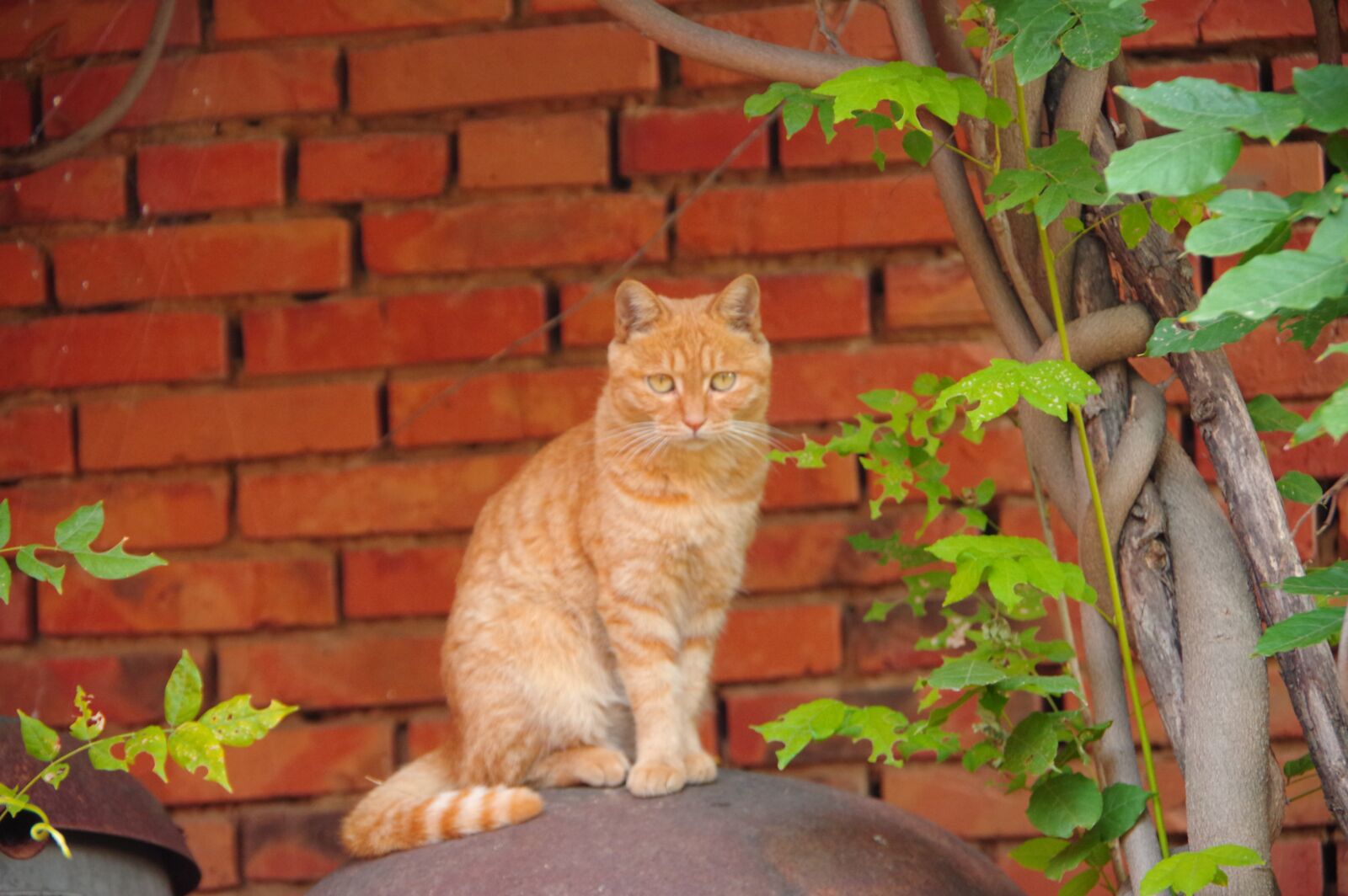 Pentax K-3 sample photo. Cat, cats and brick photography