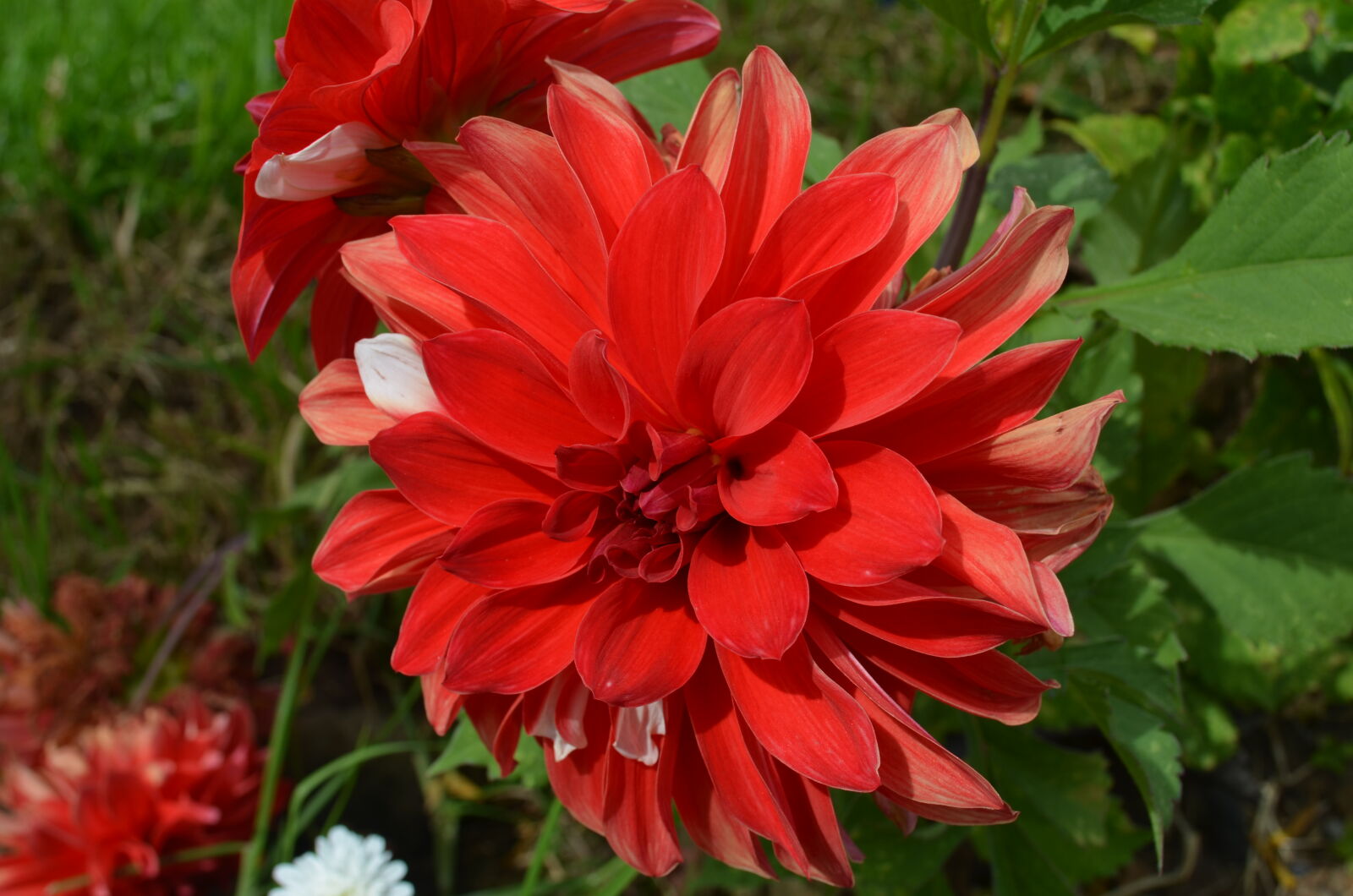Nikon D5100 sample photo. Flower, garden, ooty, red photography