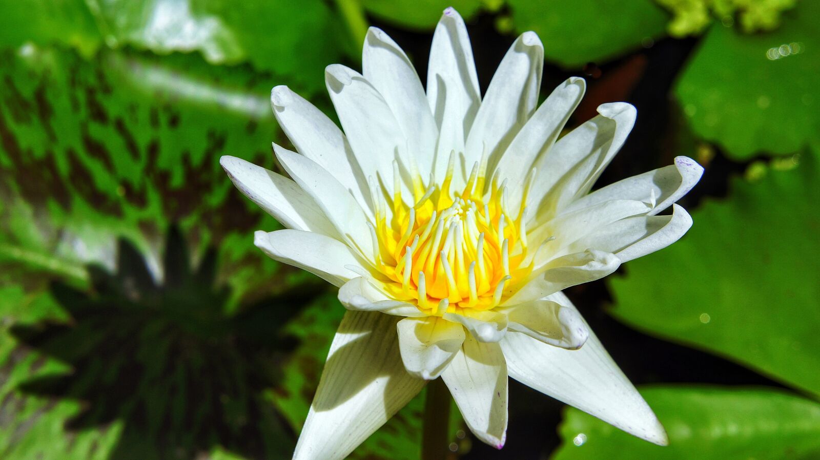 Sony Alpha NEX-3 + Sony E 18-55mm F3.5-5.6 OSS sample photo. Lotus, lily, white photography