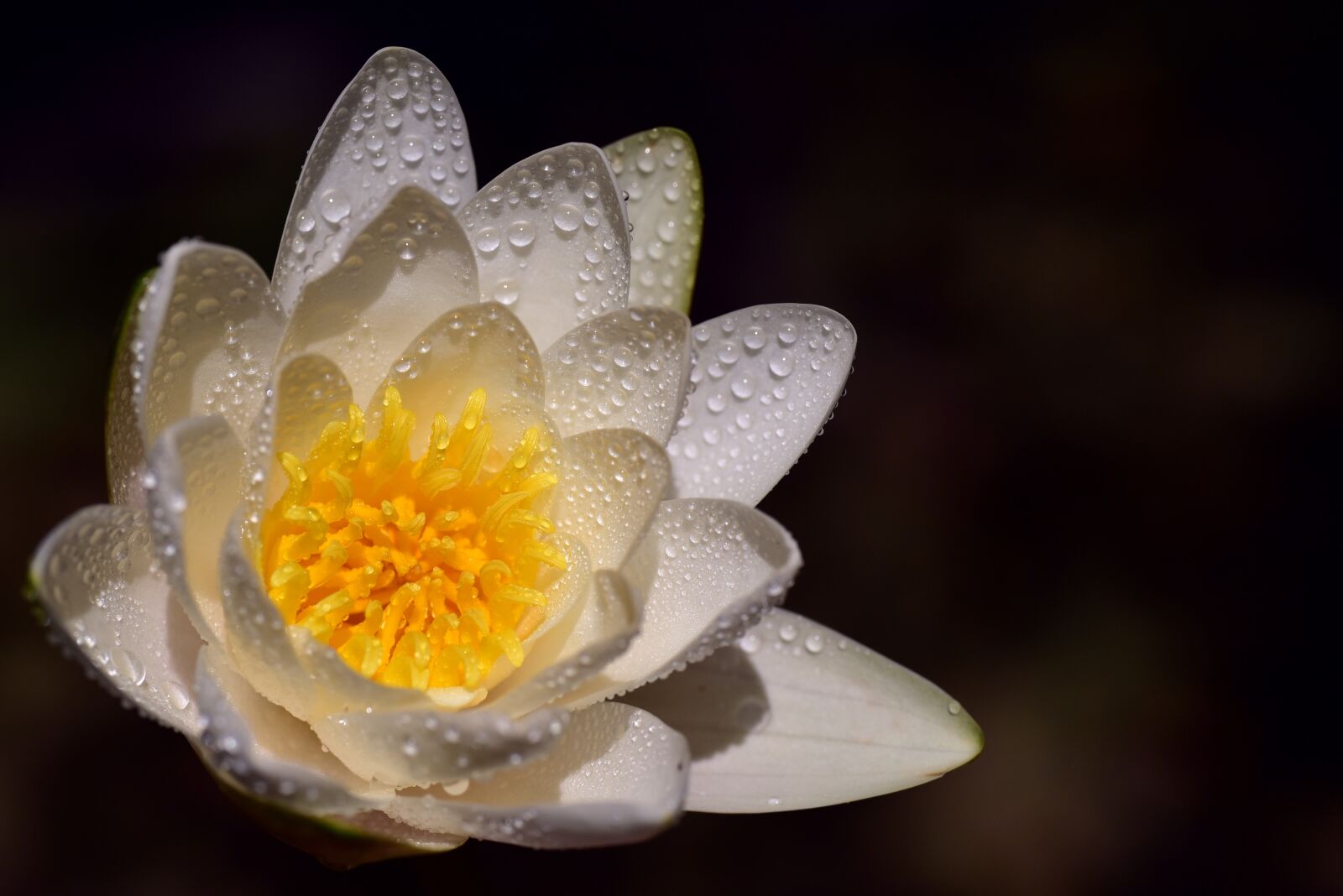 Nikon D750 sample photo. Water lily, white, nature photography