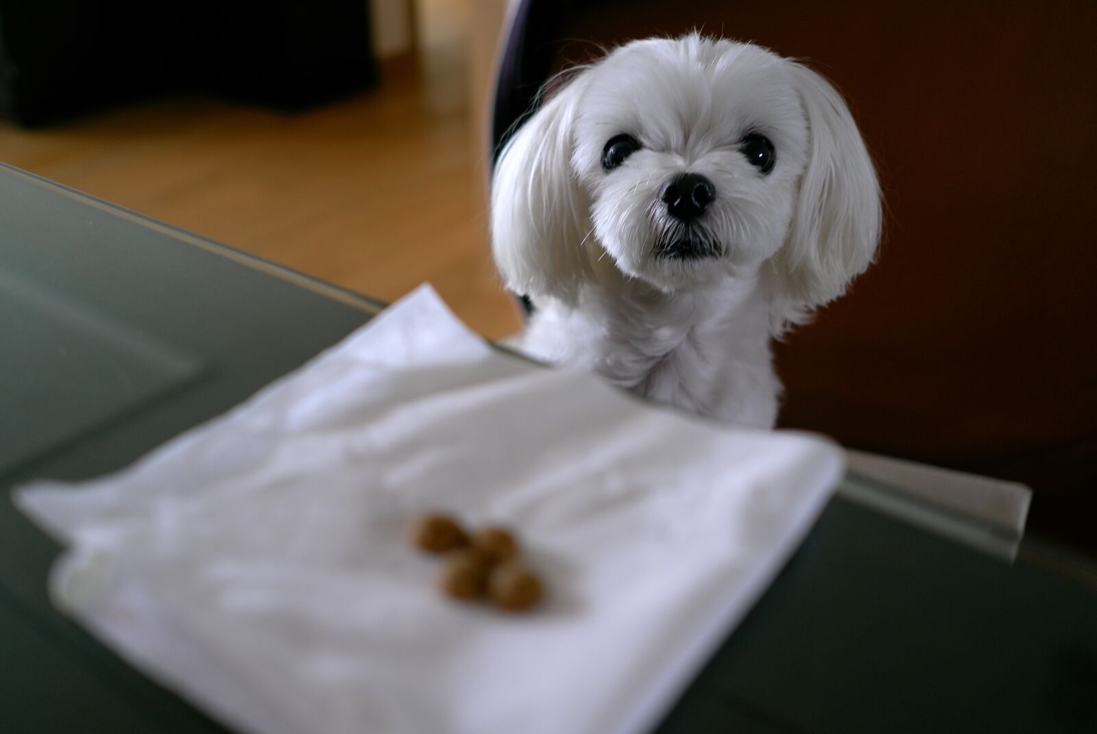 Leica X1 sample photo. Maltese, puppy, dog photography