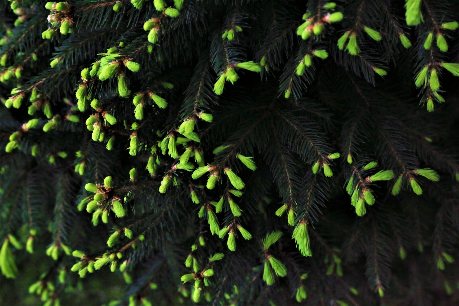 Canon EF 24-105mm F4L IS USM sample photo. Sprouts, tree, pine photography