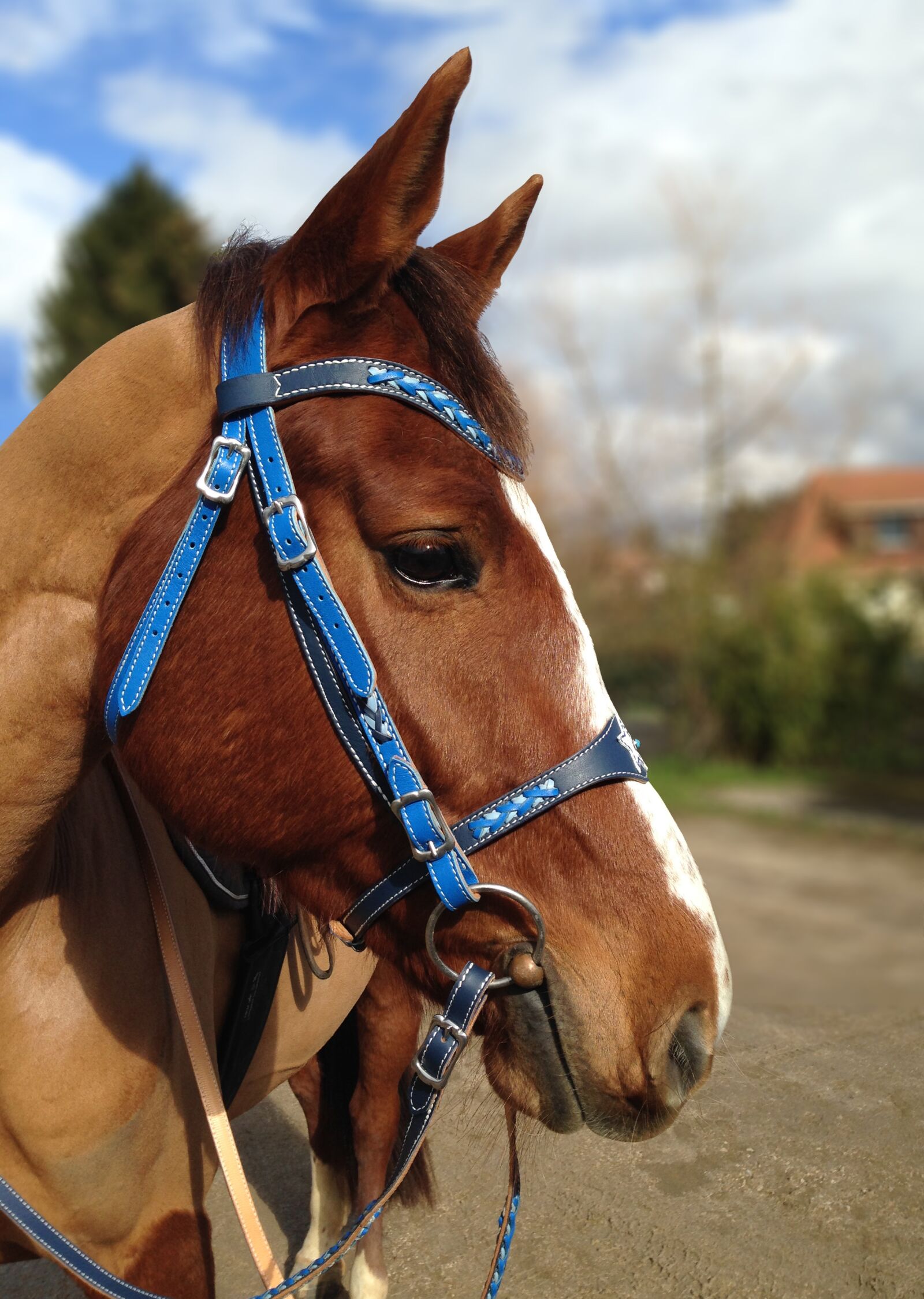 iPhone 5c back camera 4.12mm f/2.4 sample photo. Horse, portrait, profile photography