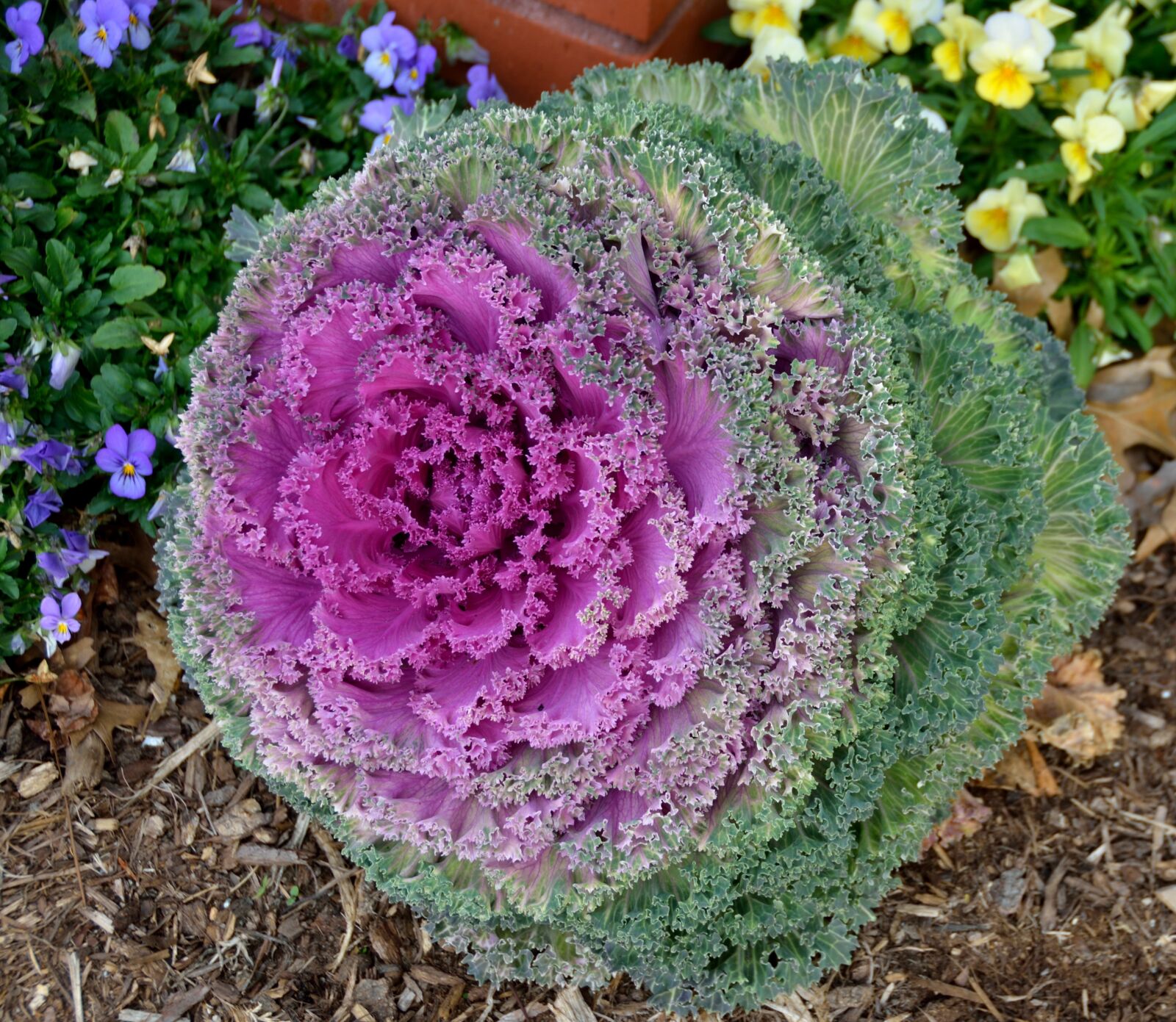 Nikon D7000 sample photo. Kale, food, green photography