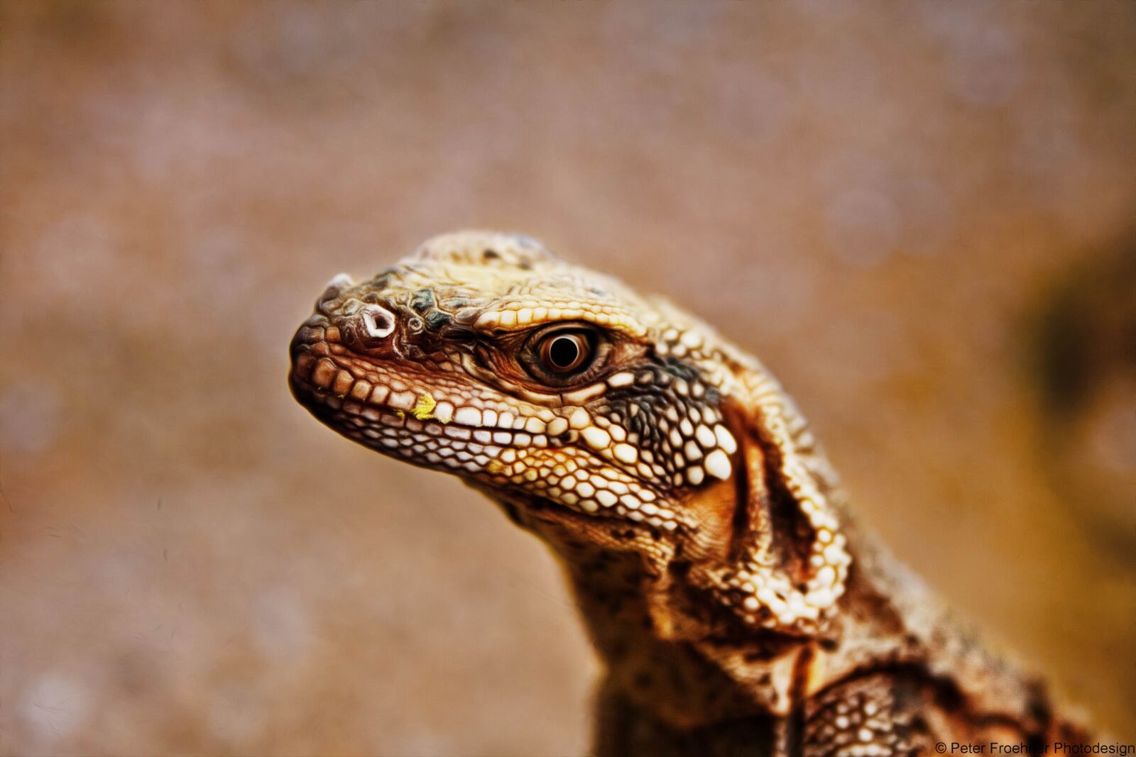 Canon EF-S 18-55mm F3.5-5.6 II sample photo. Nature, reptile, animal world photography
