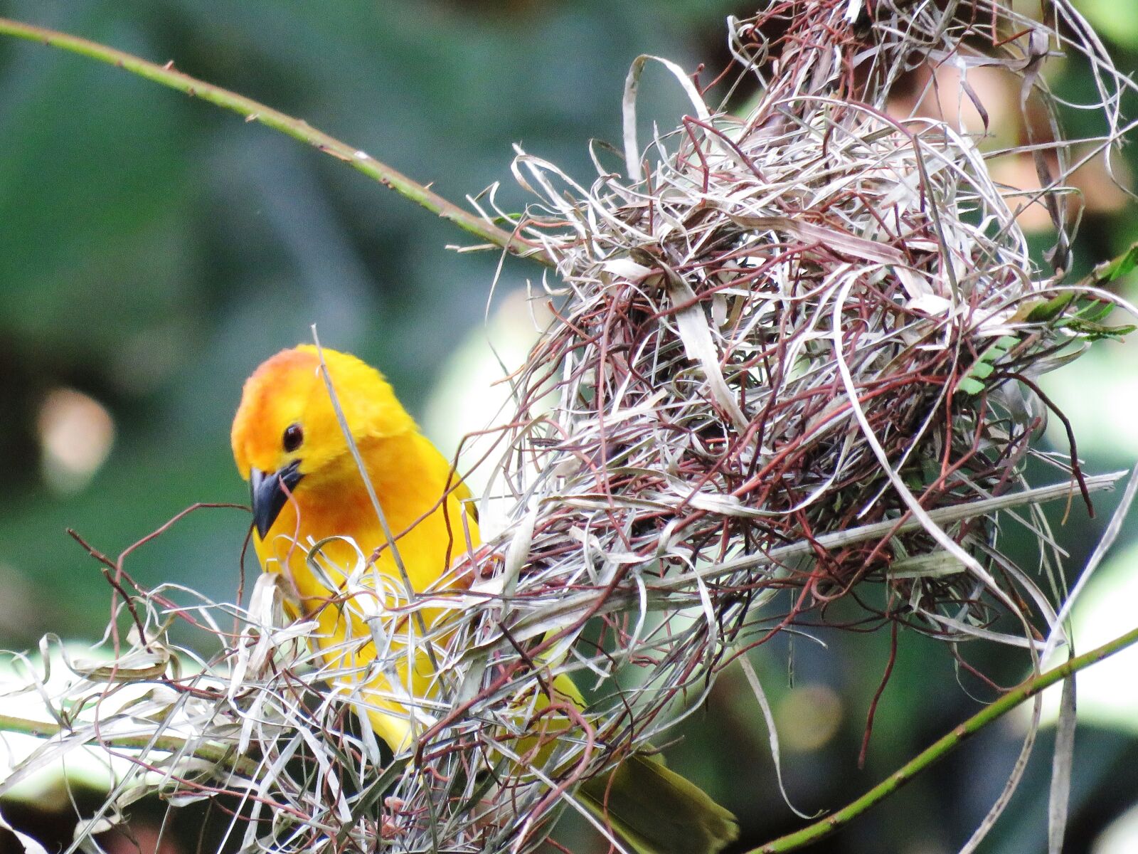 Canon PowerShot SX60 HS sample photo. Beautiful bird, nestle, colorful photography