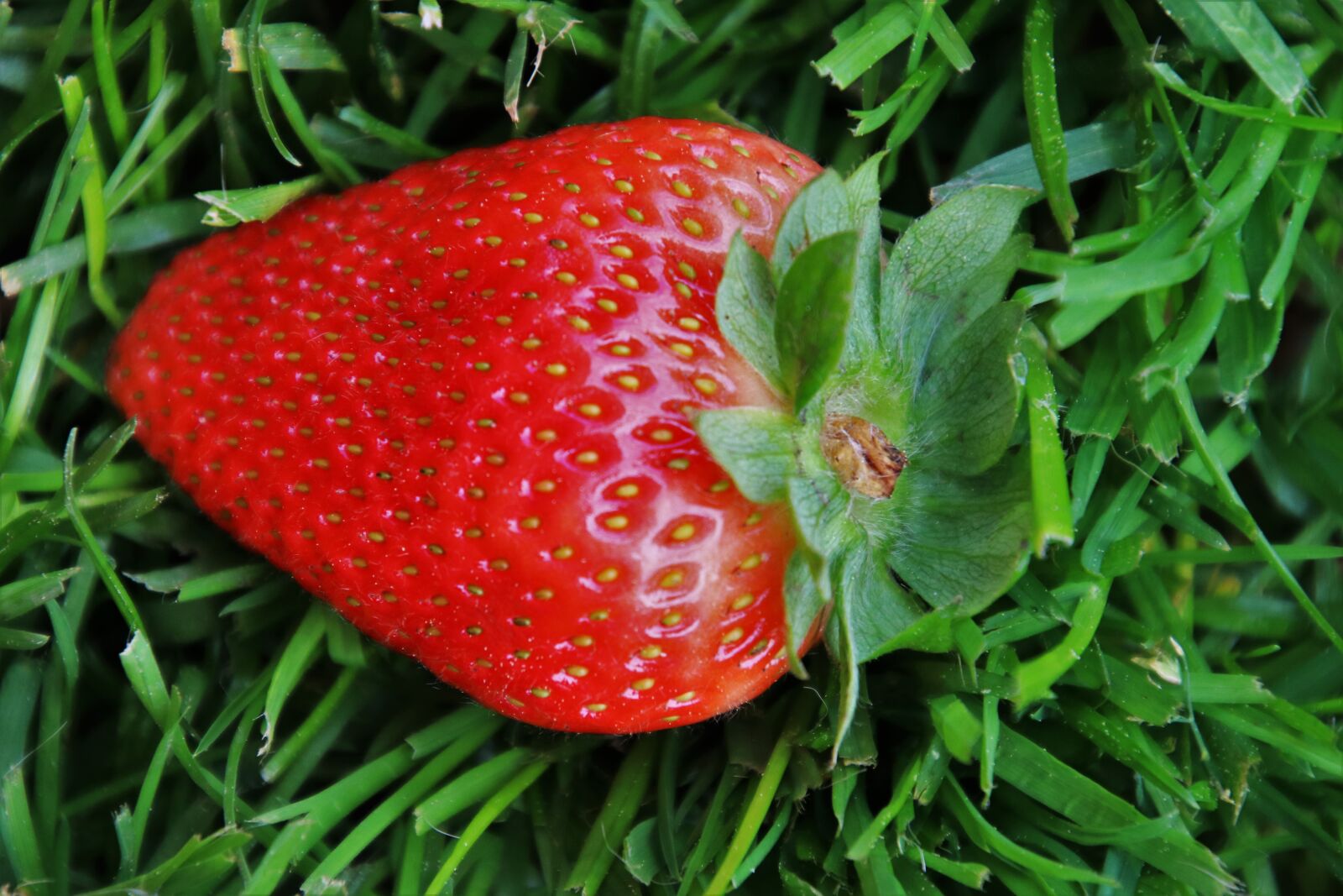 Canon EOS 80D sample photo. Grass, strawberry, spring photography