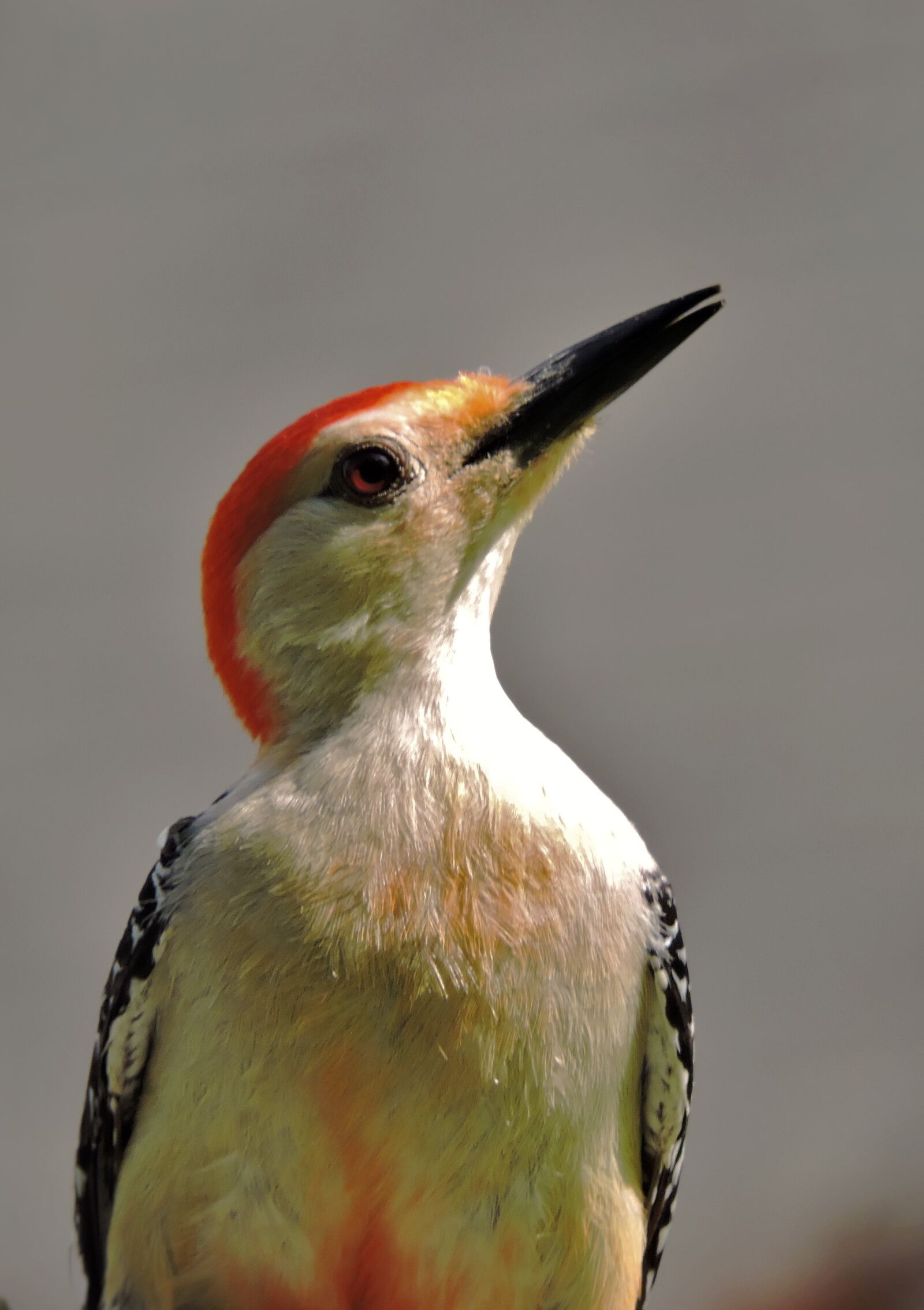 Nikon Coolpix P600 sample photo. Woodpecker, bird, nature photography