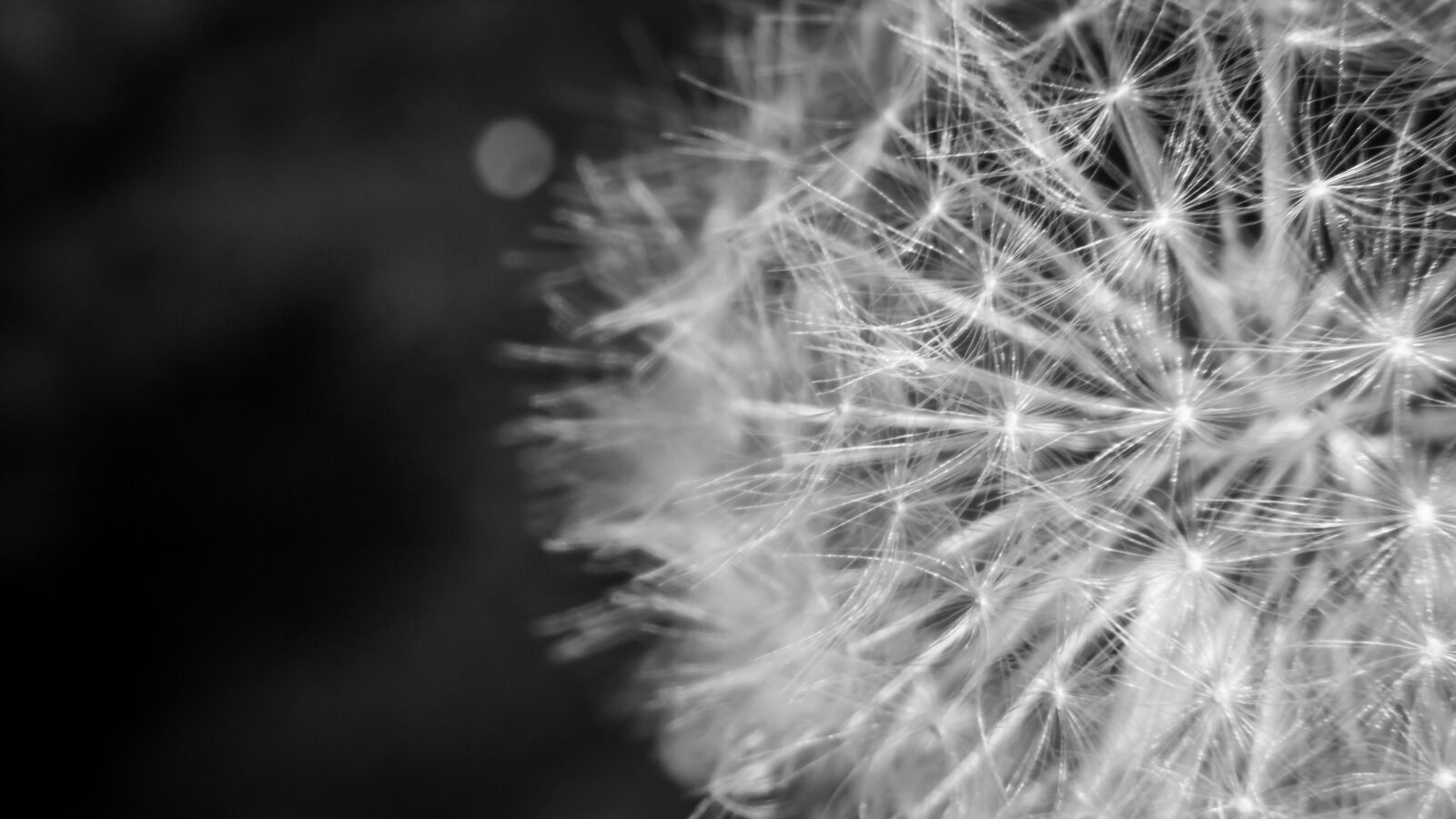 Canon EOS 100D (EOS Rebel SL1 / EOS Kiss X7) sample photo. Dandelion, detail, nature photography