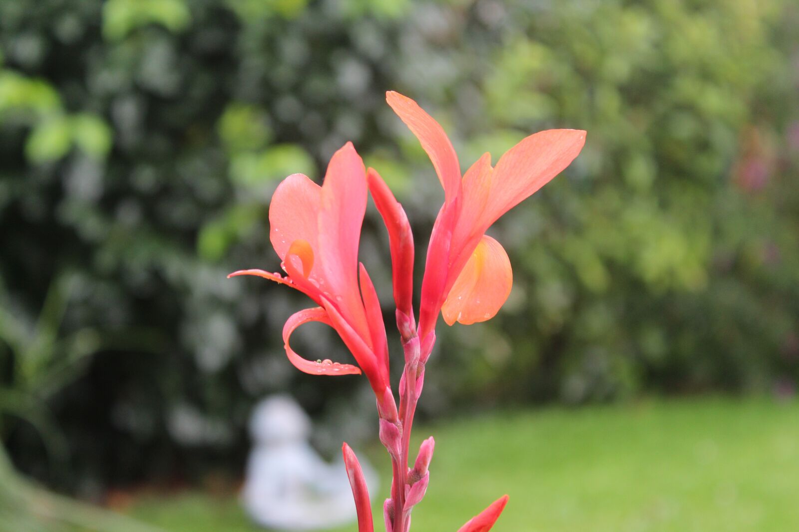 Canon EOS 1300D (EOS Rebel T6 / EOS Kiss X80) sample photo. Flower, blossom, bloom photography